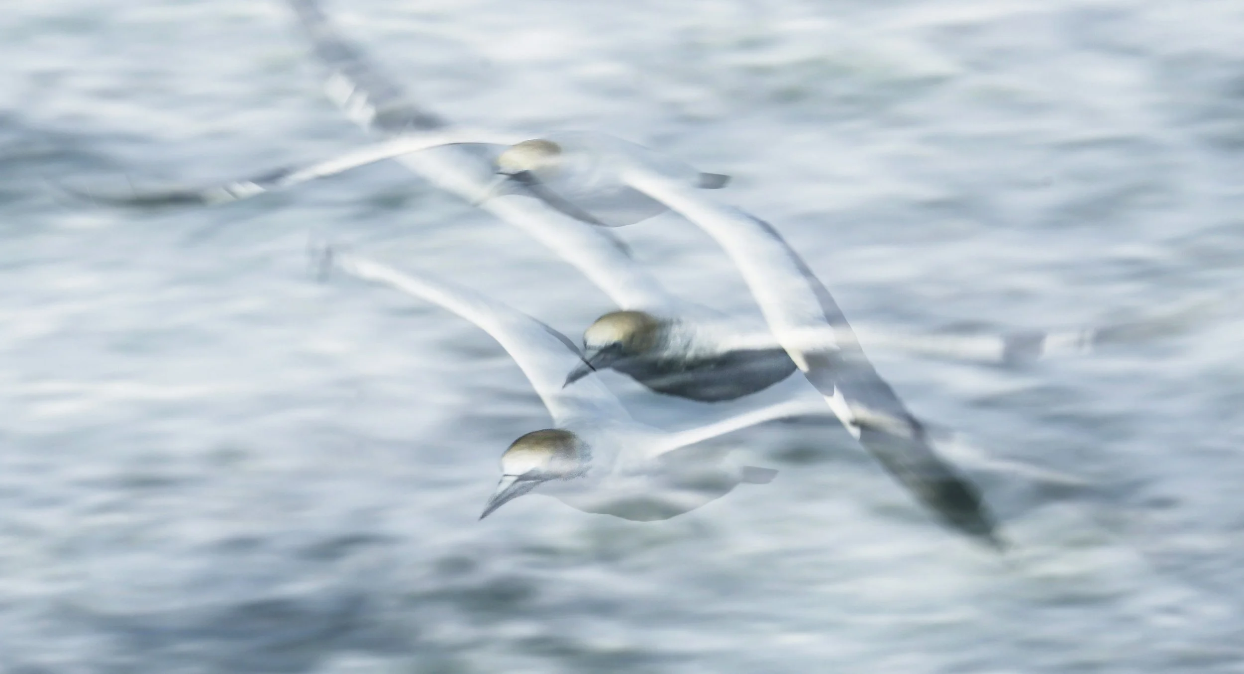 _NZ93787 Tighter Crop.jpg