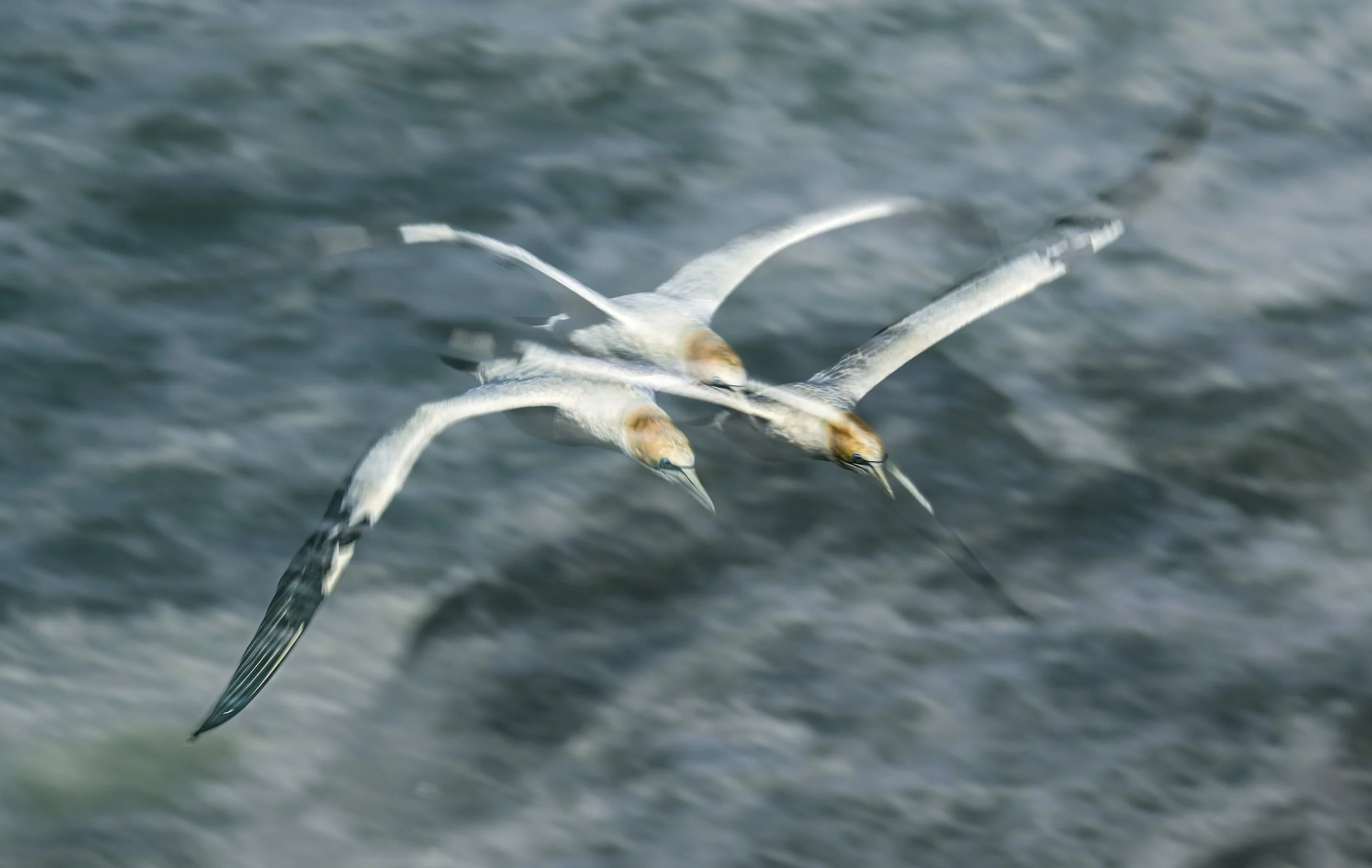 _NZ93791 copy v2.jpg