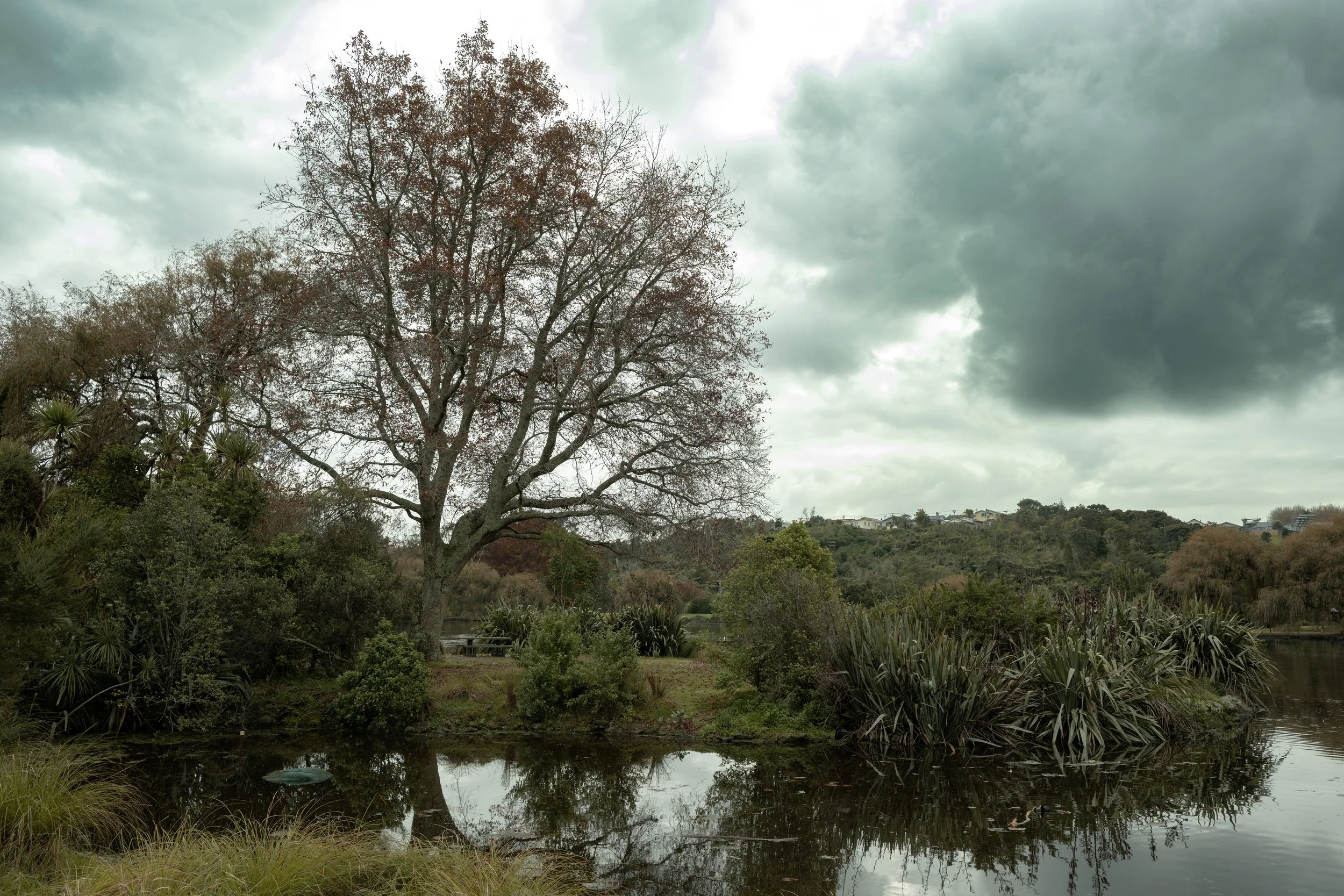 _NZ98923 copy2.jpg