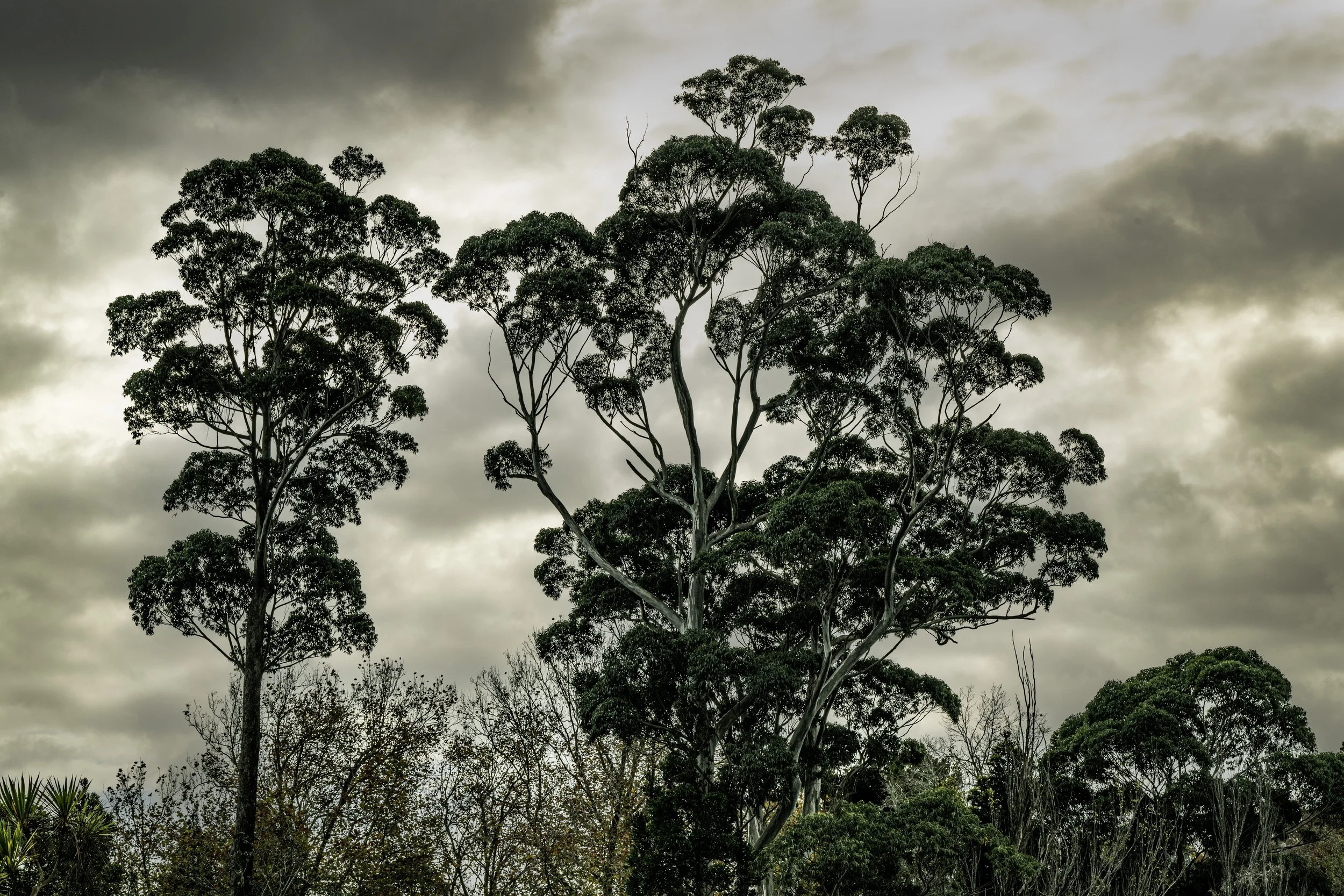 _NZ98929 copy.jpg