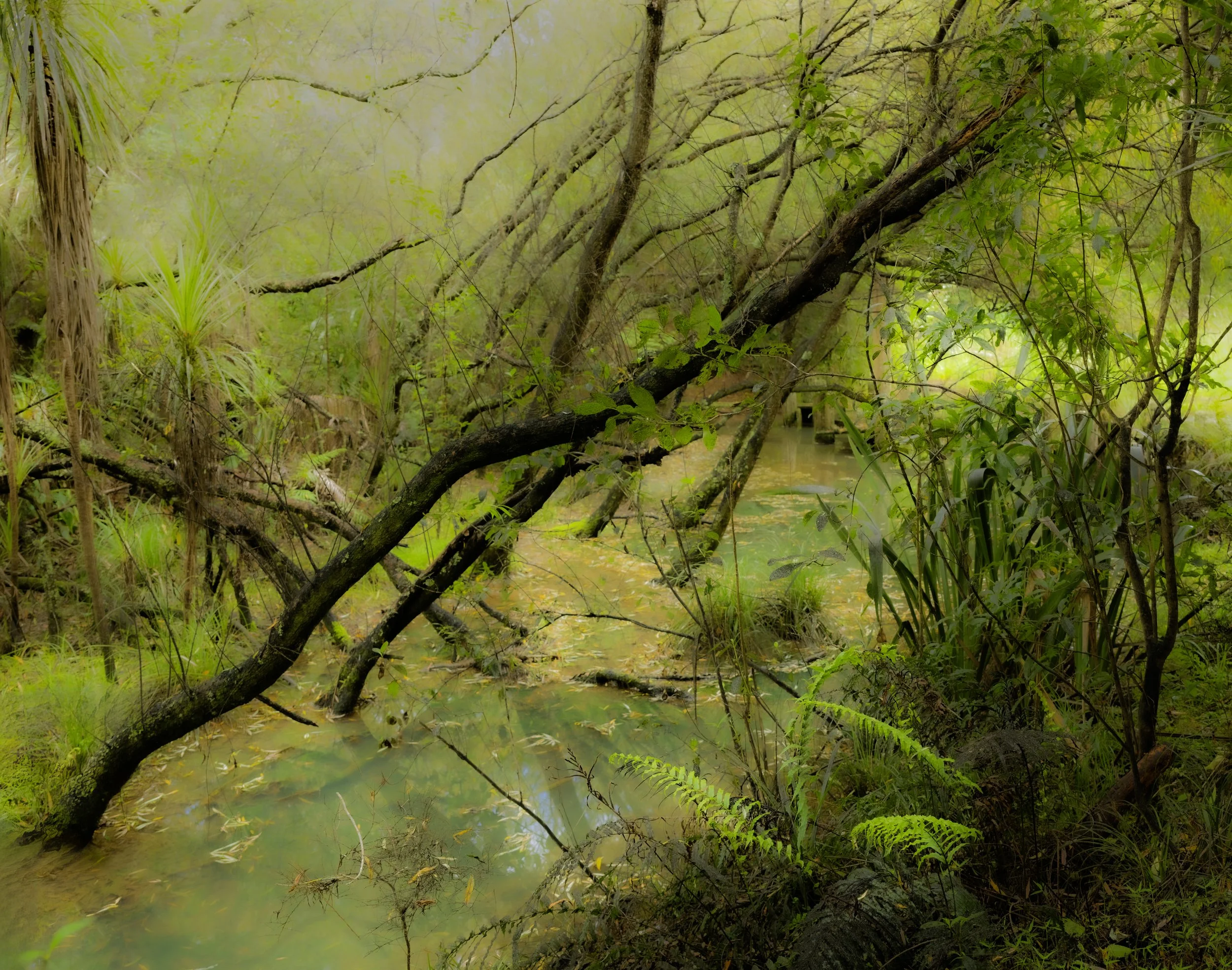 _NZ80099 copy.jpg