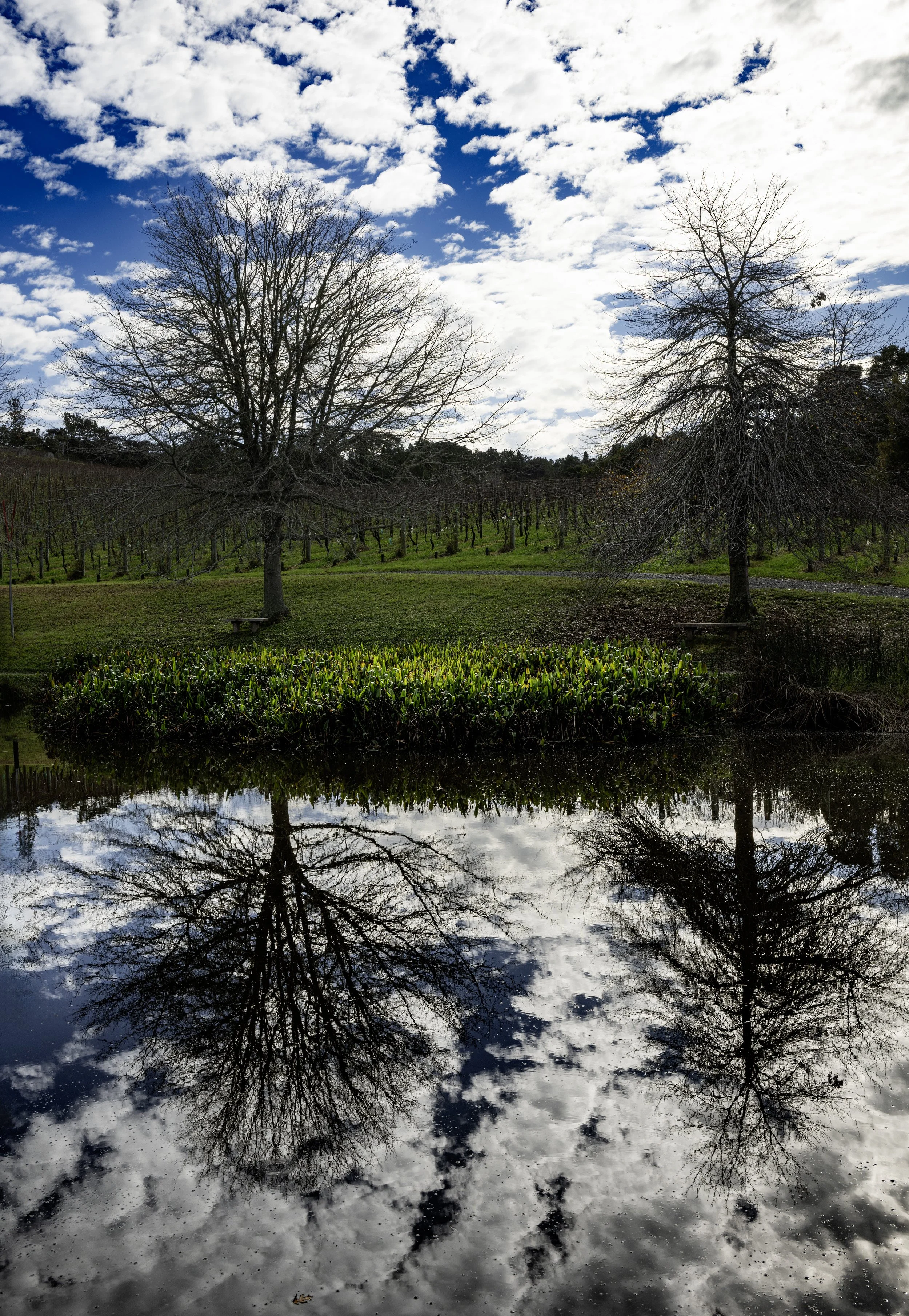 _NZ80187 copy.jpg
