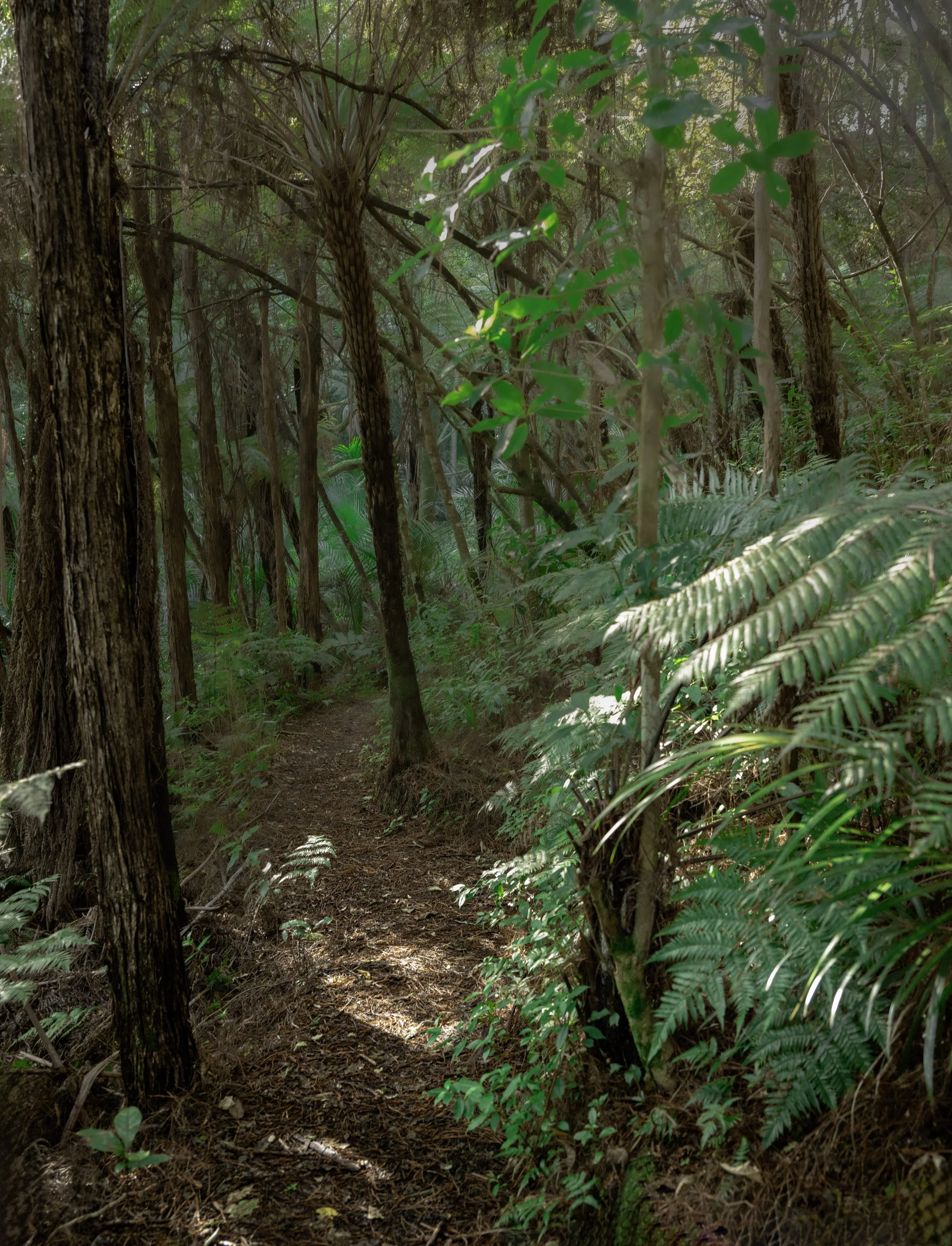 _NZ80212 copy.jpg