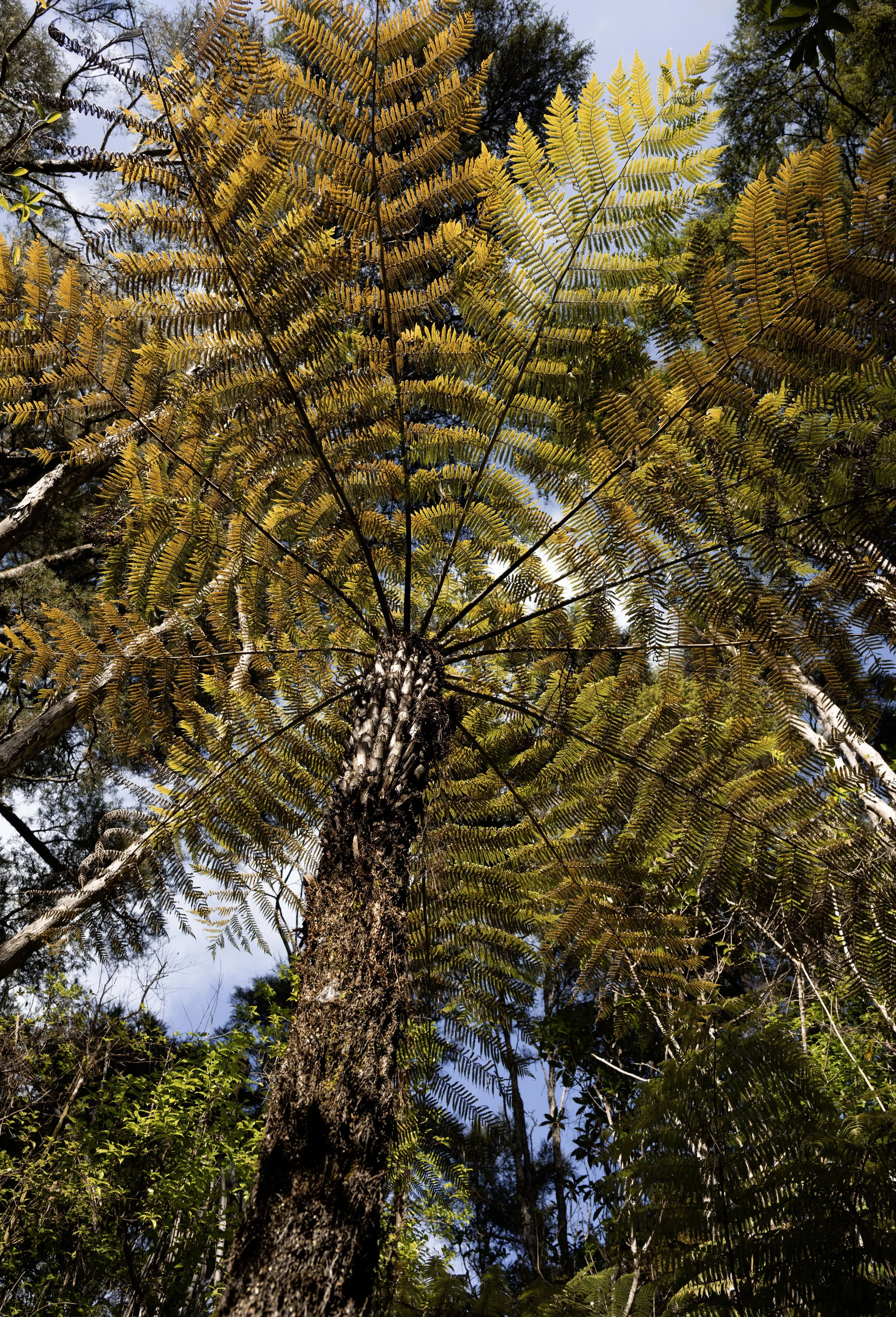 _NZ80222 copy.jpg