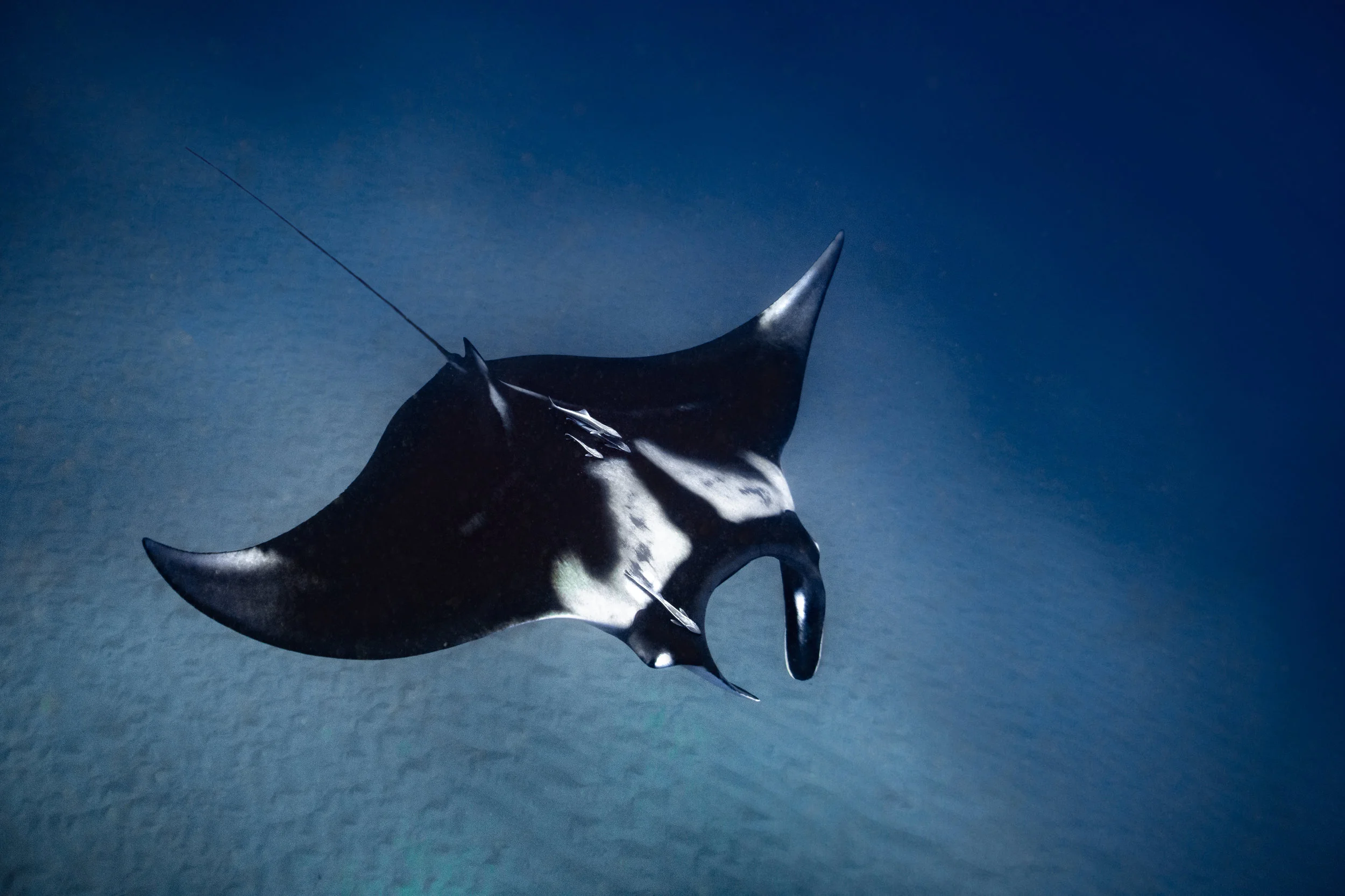 Manta03252.jpg