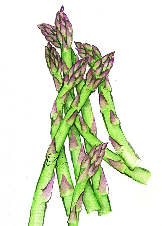 bellatowse_asparagus_watercolour.jpg