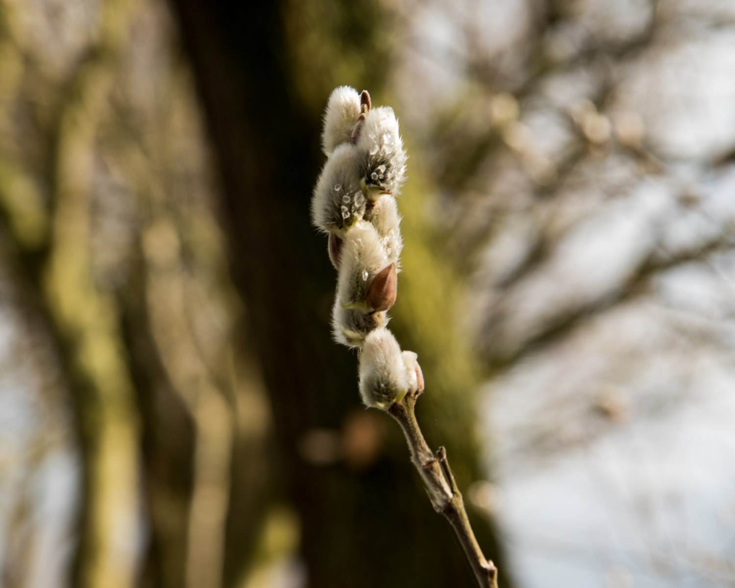 Gerard Valentijn_1800.jpg