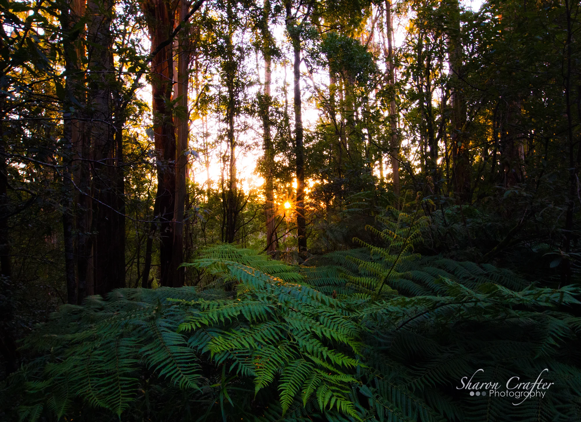 Sun Fern 1.jpg