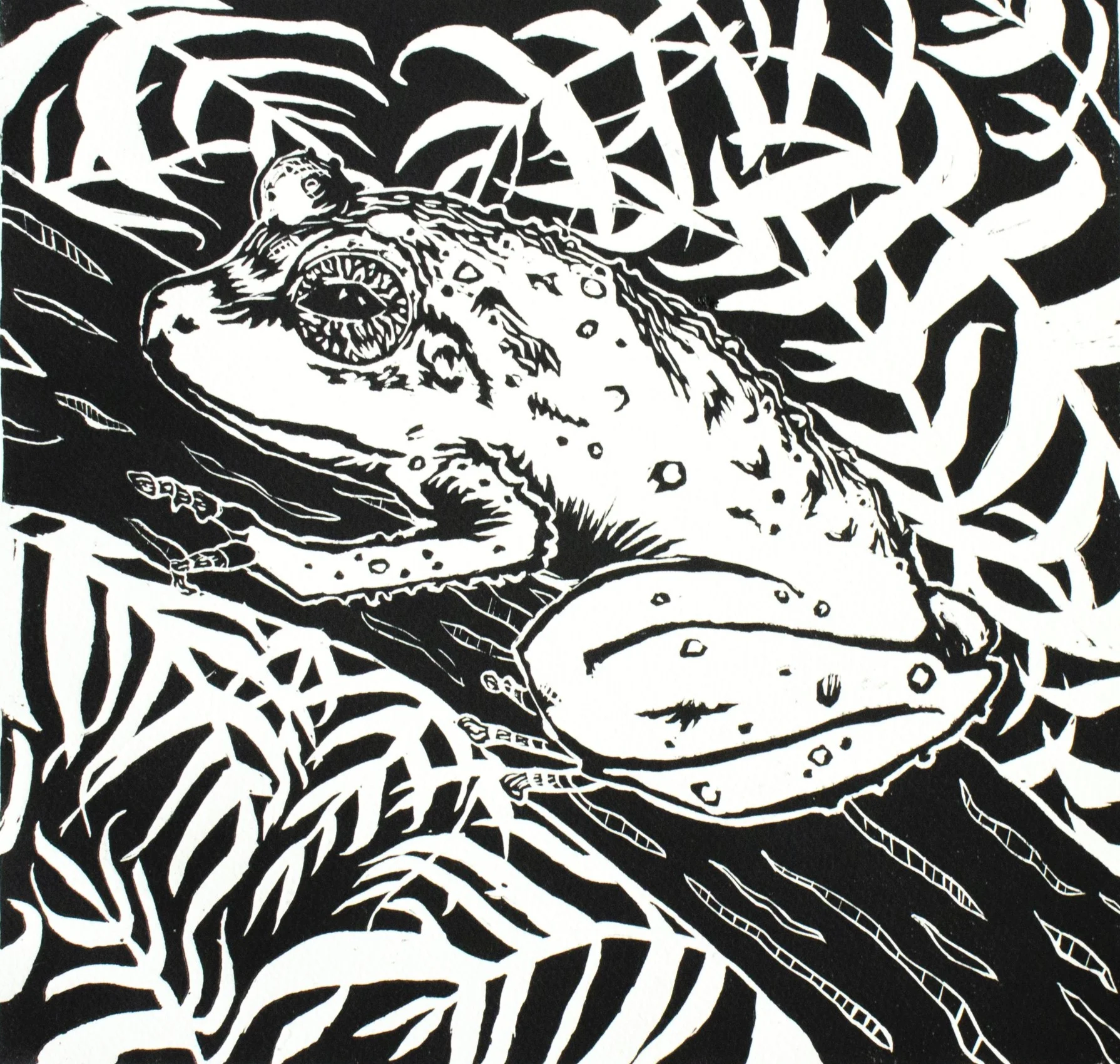 El Sonido del Coqui de Puerto Rico 2.jpg