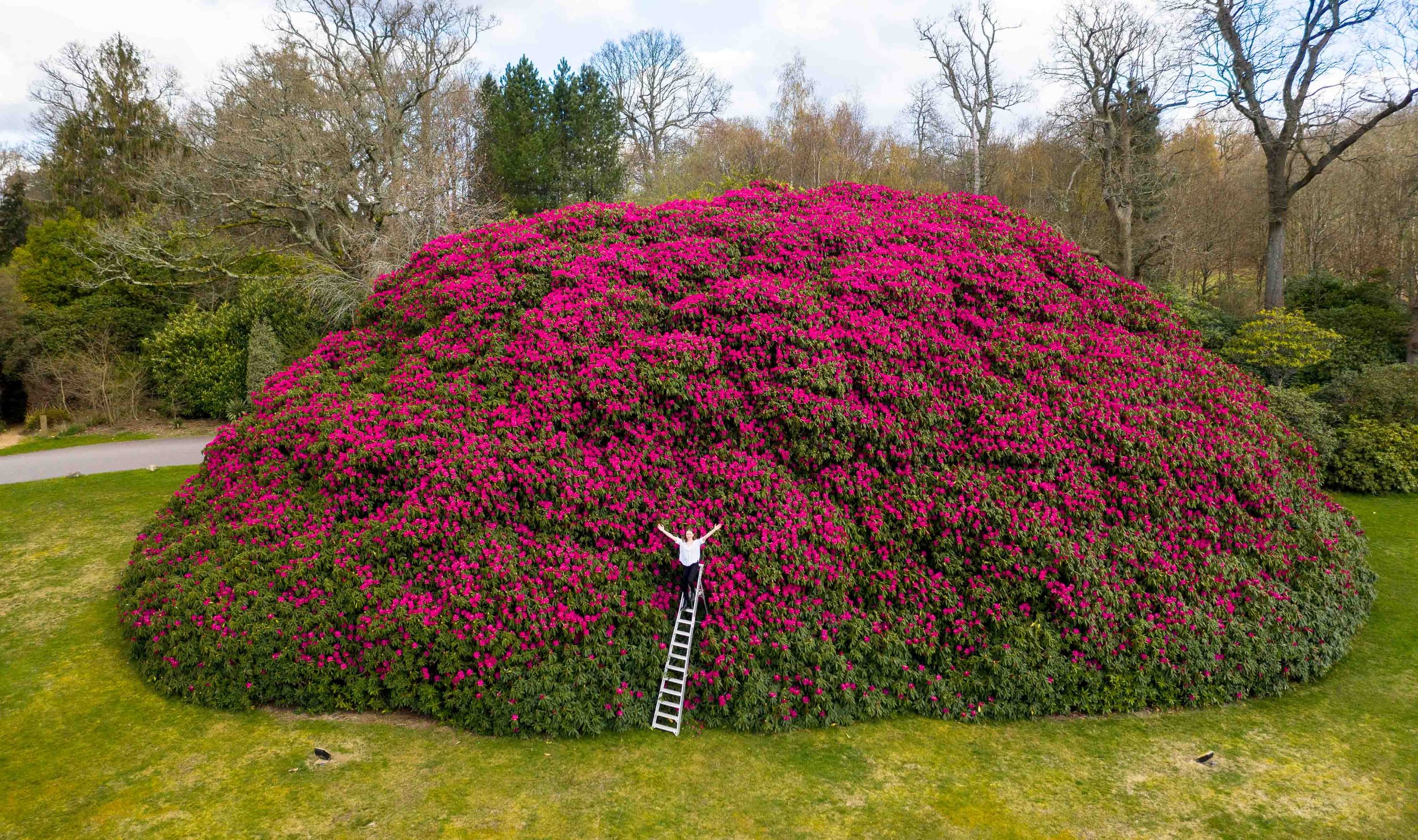 SN_LARGEST_RHODODENDRON_006.jpg