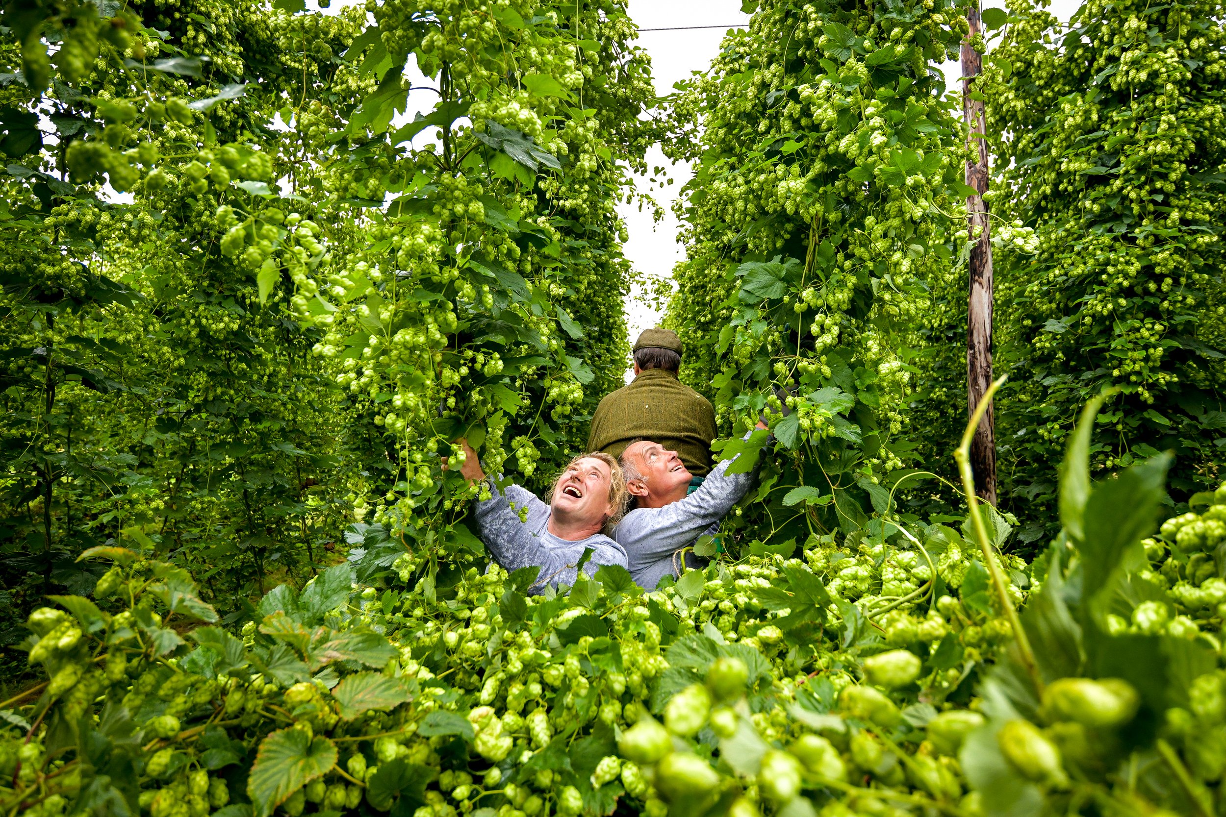 Hogs Back Brewery Harvest 2030.jpg