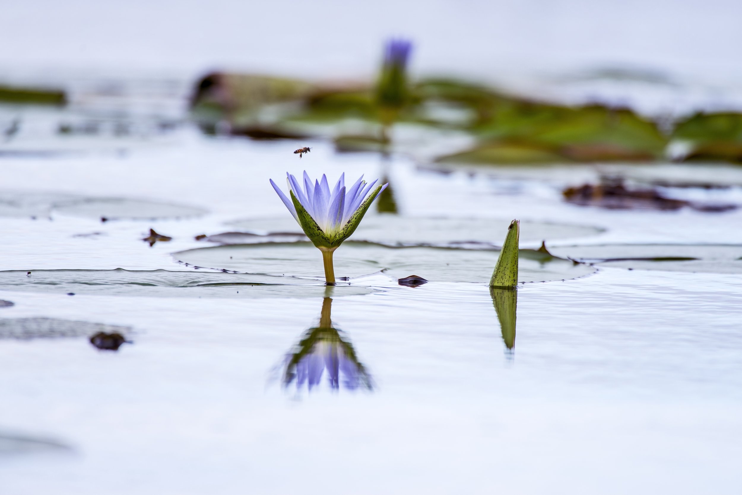 Magical Blue Lotus Flower • Schisandra & Bergamot
