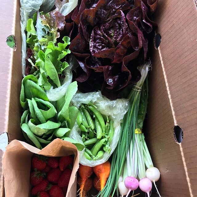 First CSA offering is coming in wet! Thankful for strawberries from #purenelidafarm and beets from @boxxberryfarm  #skagitvalley #vivafarms #pacificnorthwet