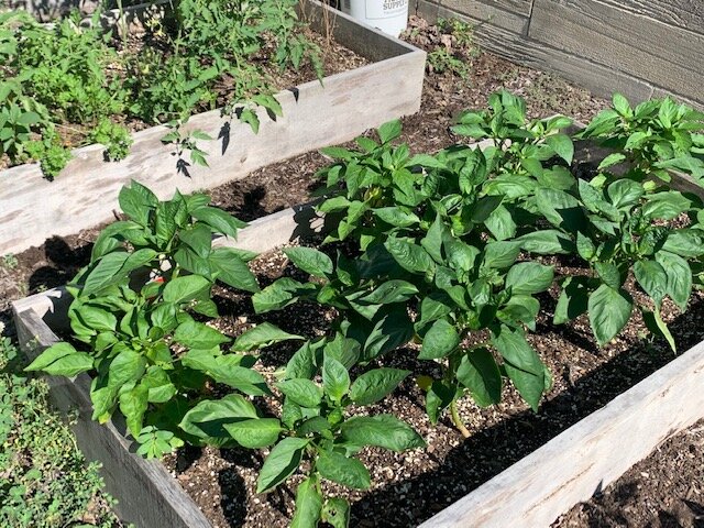  Pepper Plants 