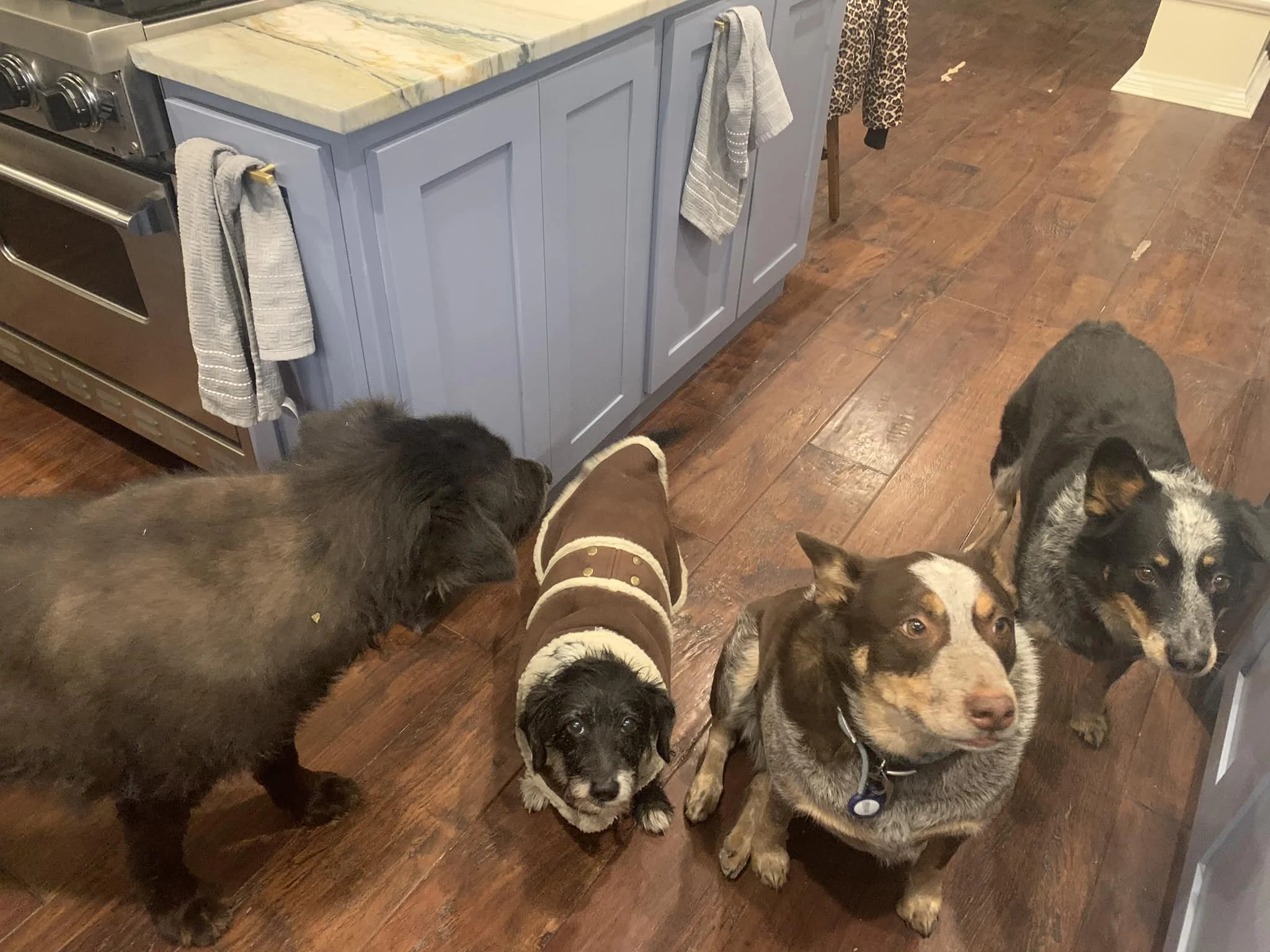 When only one of your dogs takes Medication but you have to give snacks to everyone.