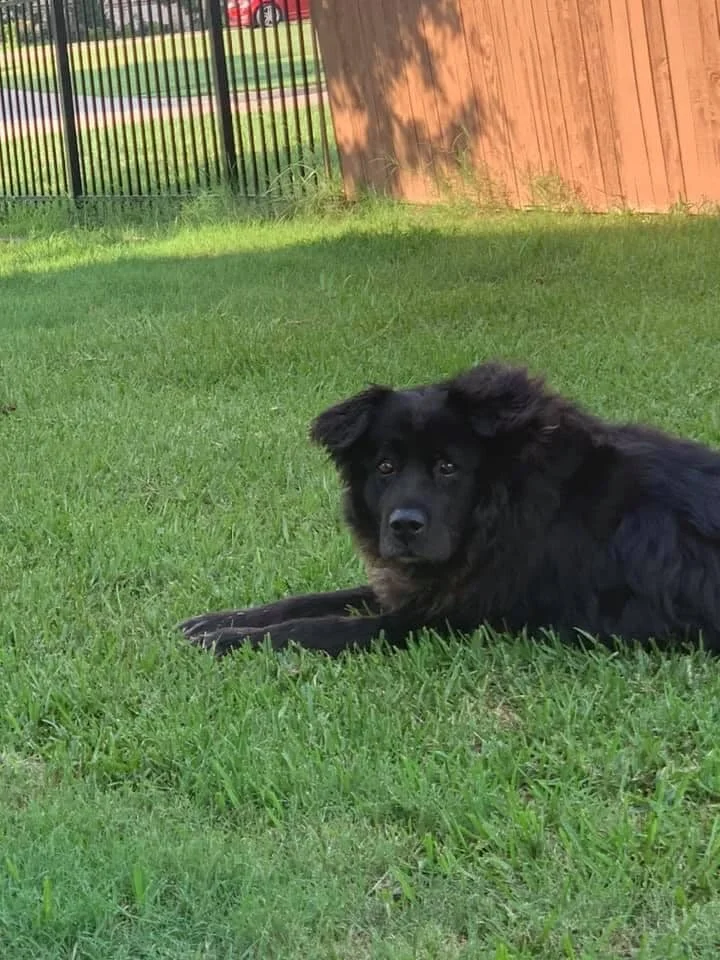Our lil bitty 140 pound Osito has crossed the rainbow bridge, He died in his sleep peacefully. He was the greeter for our home in his tent.