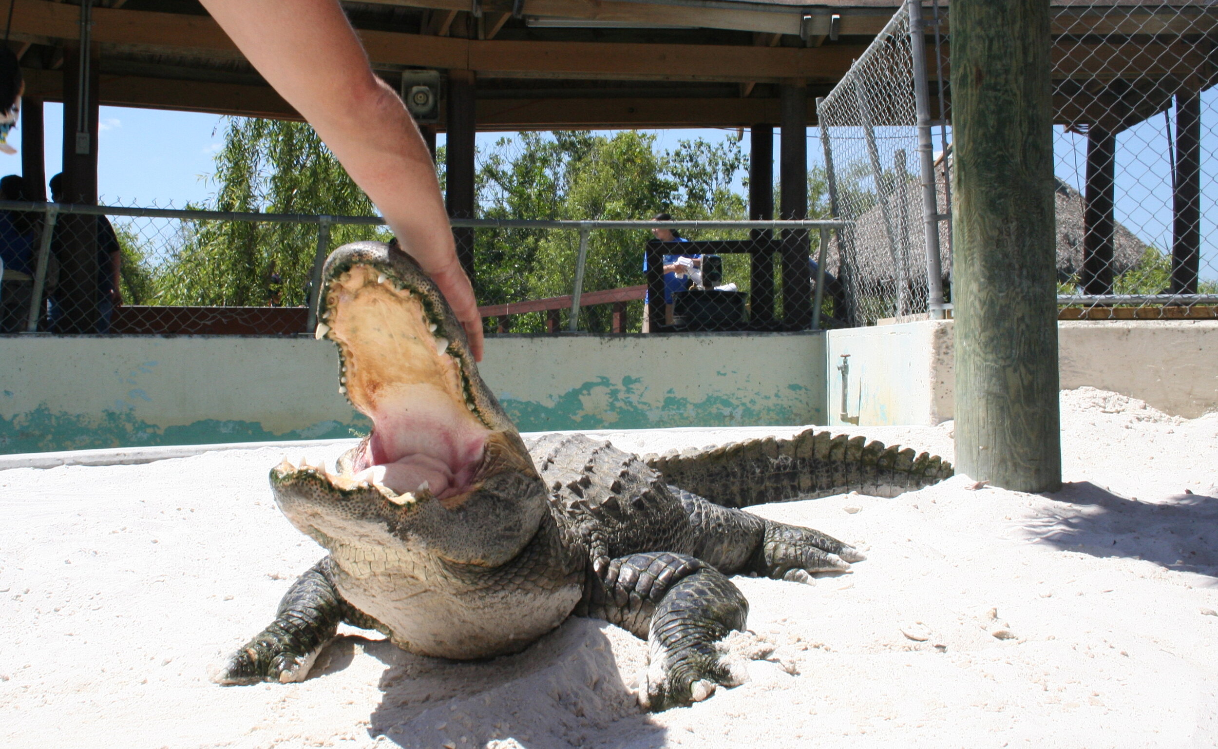 Everglades_IsaacZapata_3.jpg