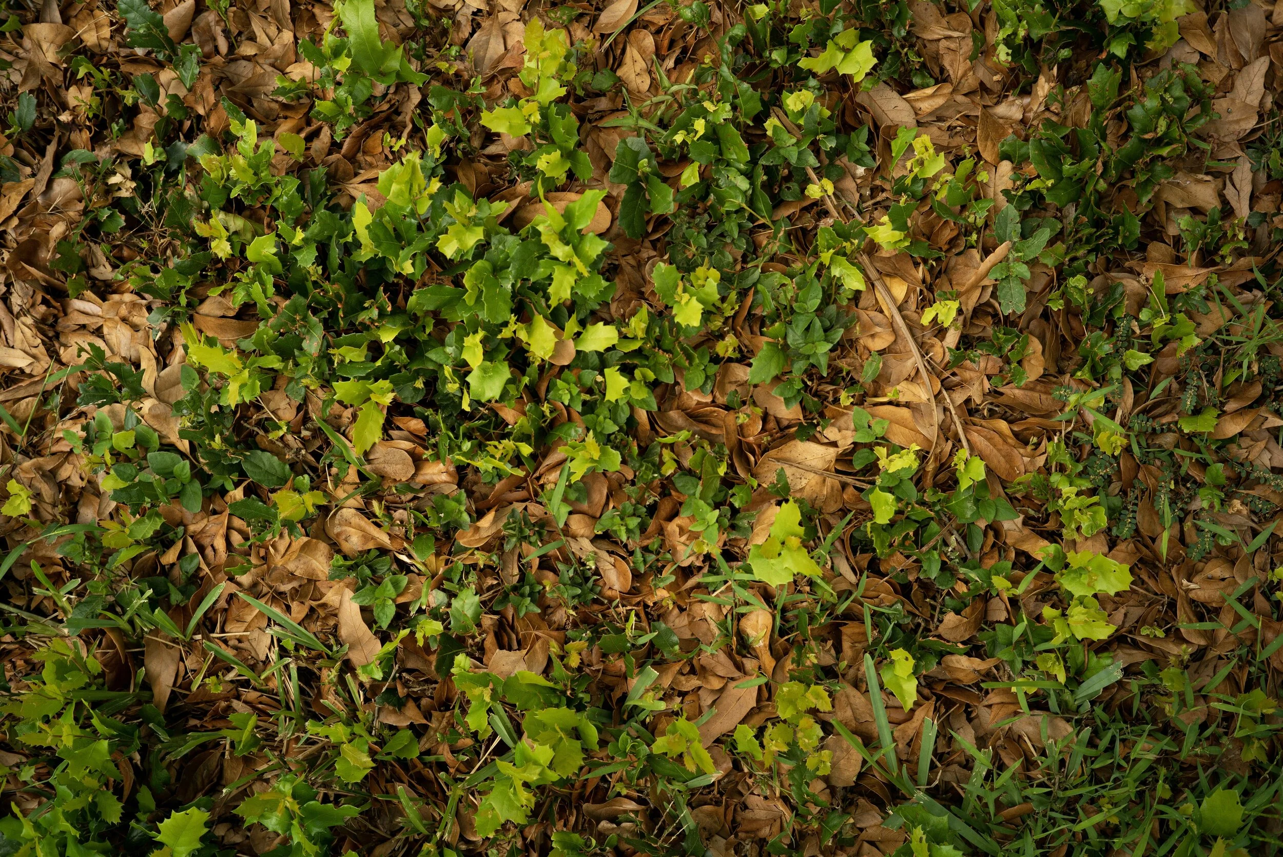 L1009438.JPG