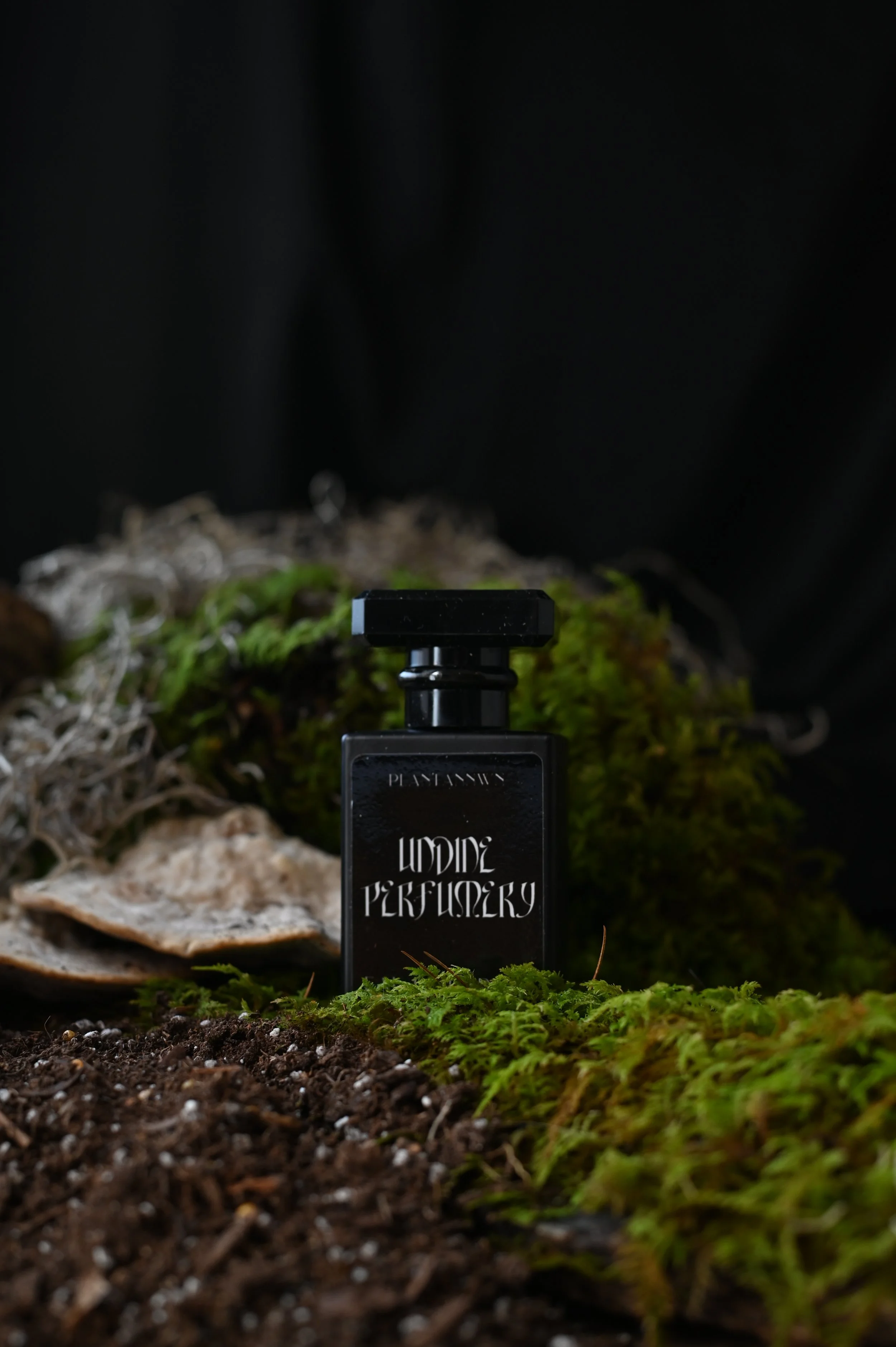 Undine Plantanwnn.JPG