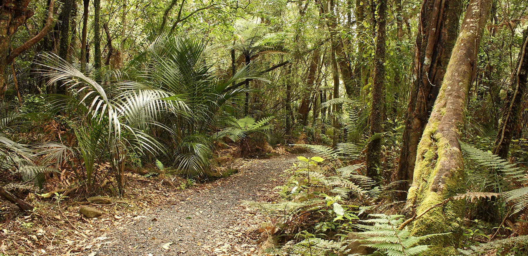 Waitakere Ranges Path_banner.jpg