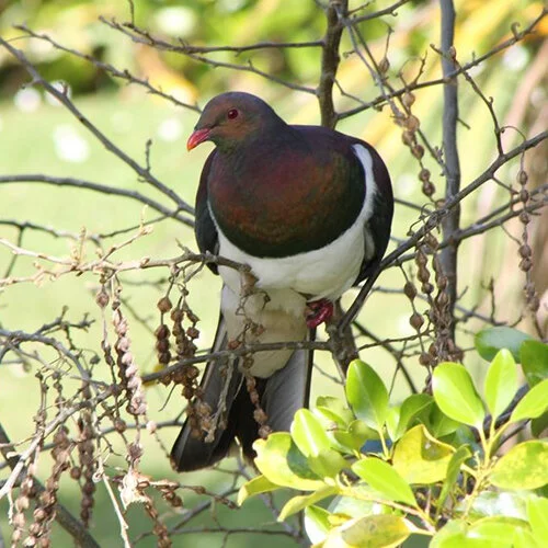Kereru.jpg