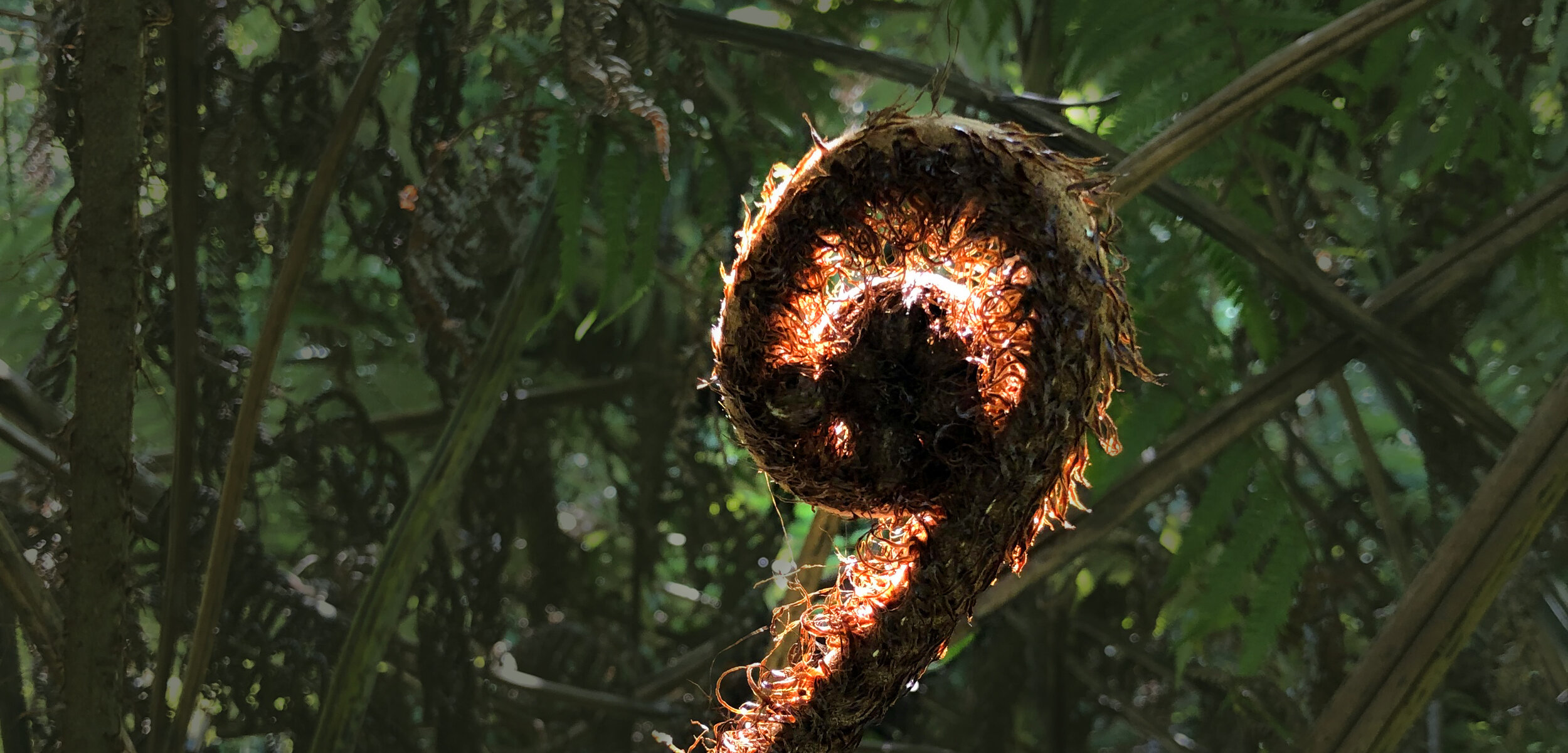 KoruClinic ACiT_koru.jpg