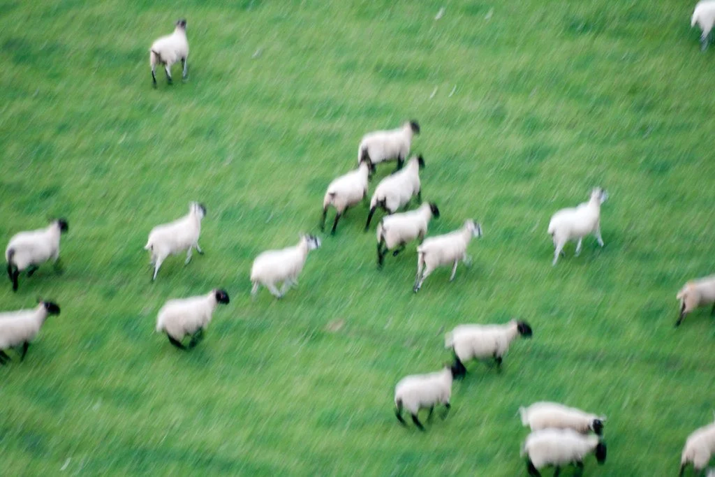 The Duality of Lamb