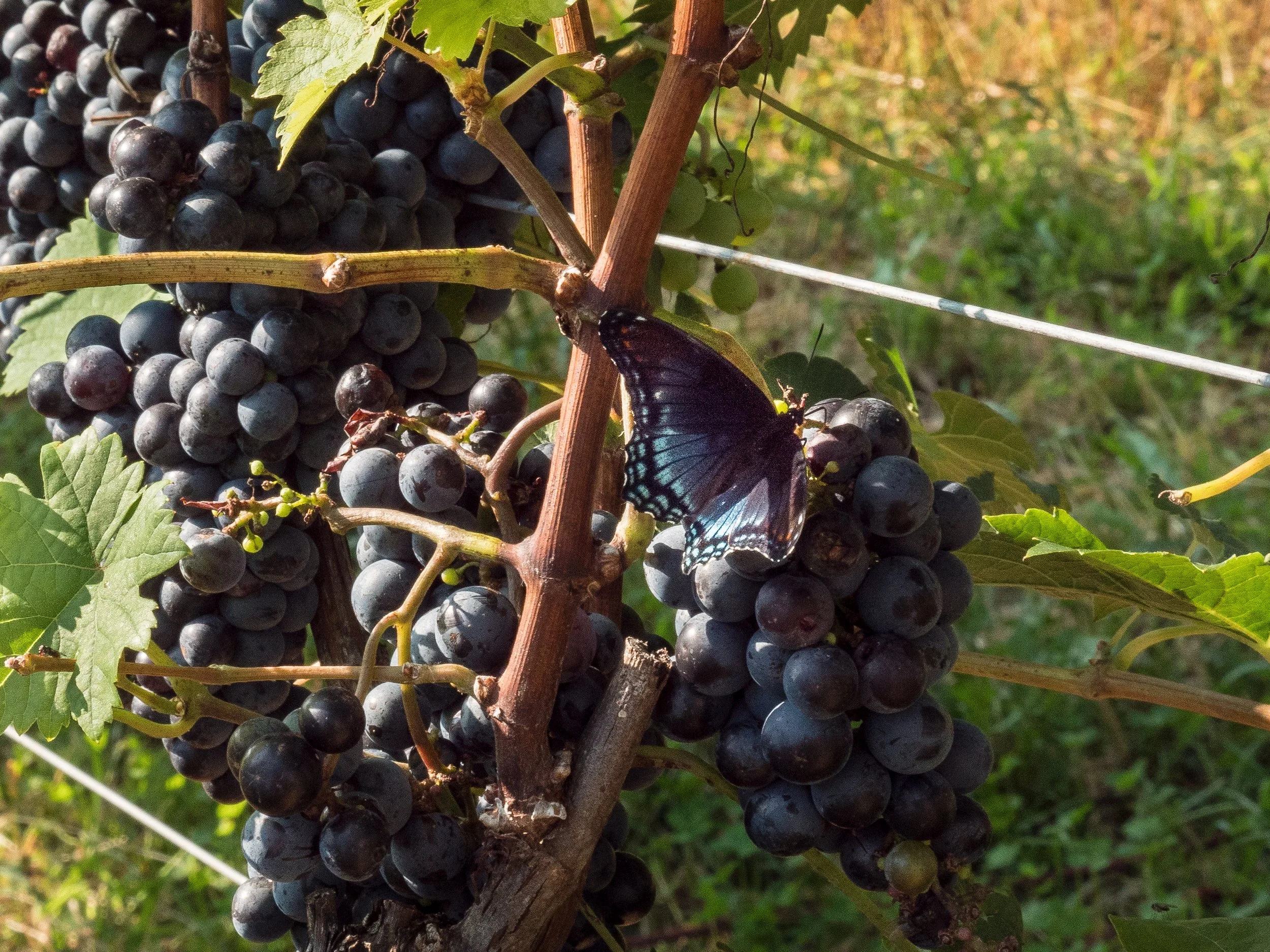 A Lesson From Those Striving for Perfection