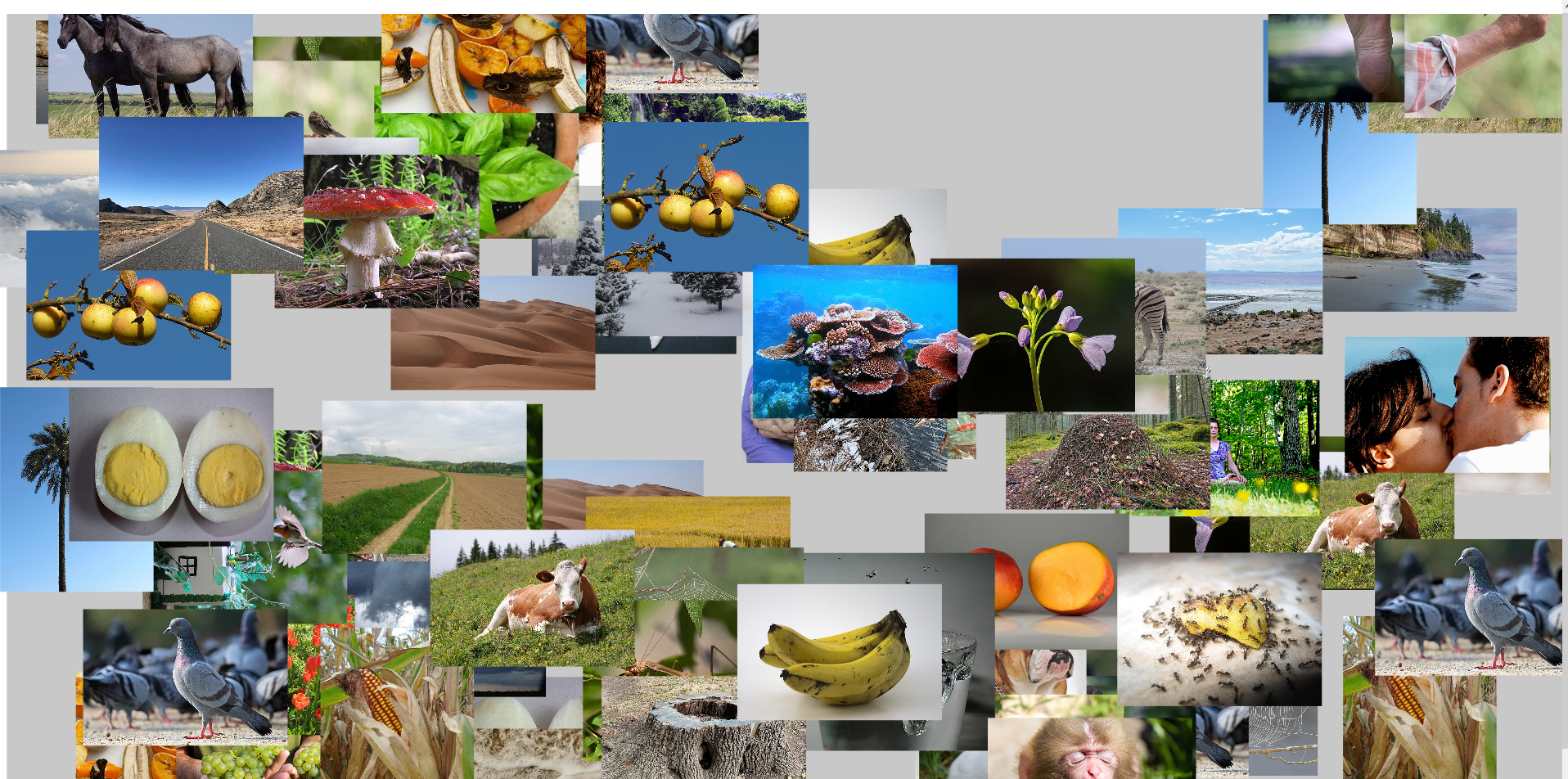 nature4.PNG