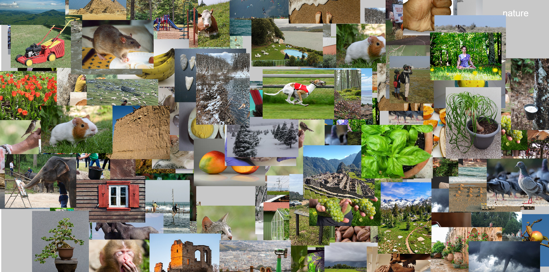Nature5.PNG