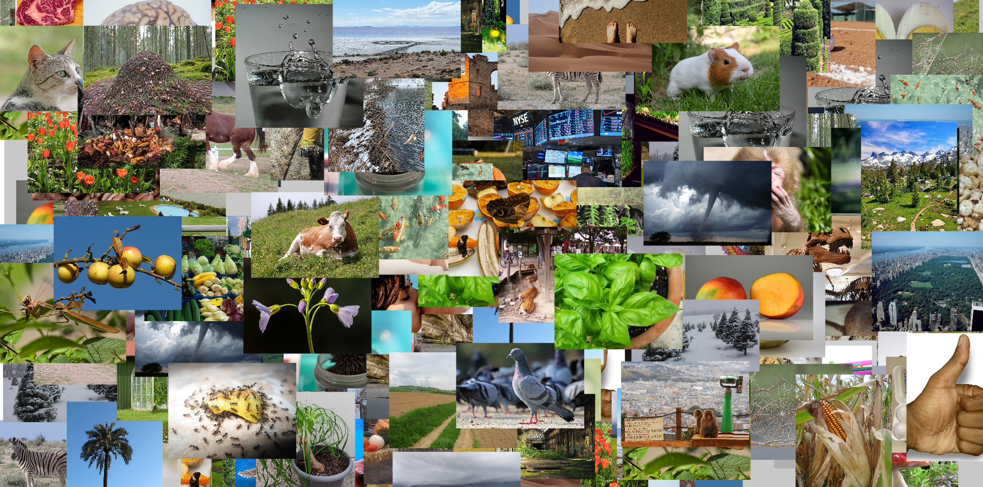 nature6.PNG