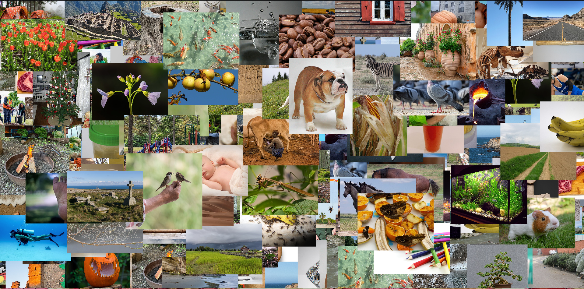 nATURE1.PNG