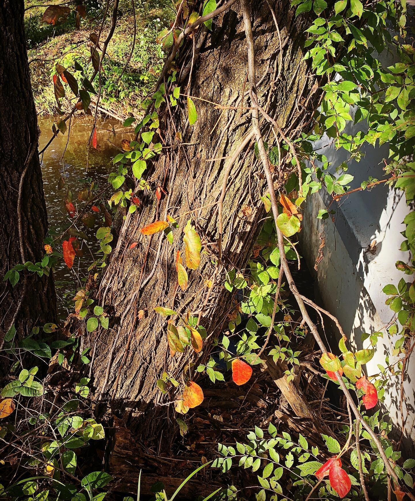 Happy October, my pumpkins! This lovely dryad or shalabhanjika is donning her fiery finery in celebration and sends you all autumnal greetings, as do I!

I am currently taking a morning stroll while decked out in fall-themed jewelry by @minoubazaar and carrying a custom fall-embroidered velvet bag by @folkowl and wearing an oak-leaf barrette by @sihayadesigns. All I&rsquo;m lacking is a cup of pumpkin coffee, which I will soon obtain and sip while revising more of #DreamyNovel. My love and chocolate-chip walnut pumpkin muffins to you all! 🥰🎃🍁🍂☕️