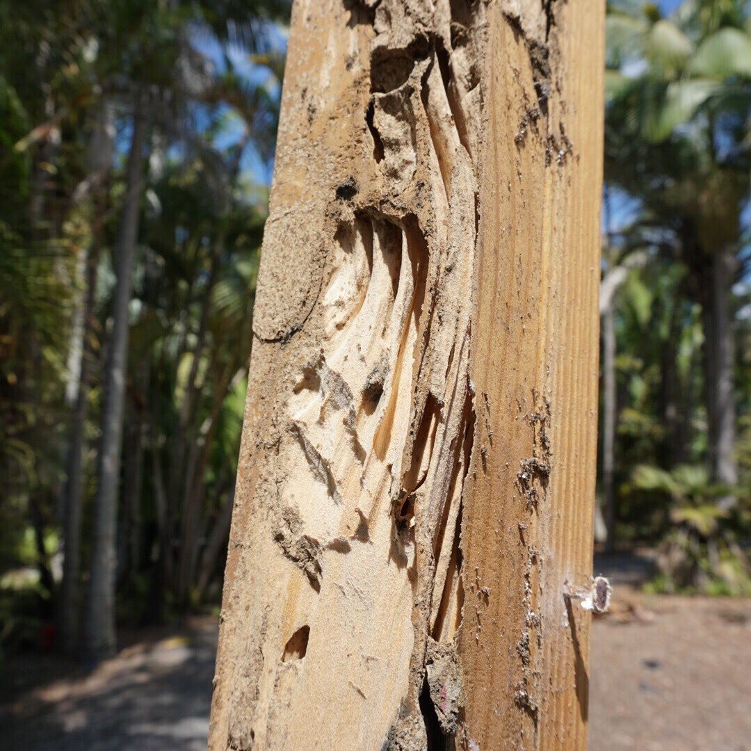 Informative Friday&rsquo;s!
All homeowners don&rsquo;t forget to keep your termite inspections up to date.
To keep these little destructive mites out of your home, follow the following steps:
&bull; Keep your termite treatments up to date
&bull; If y