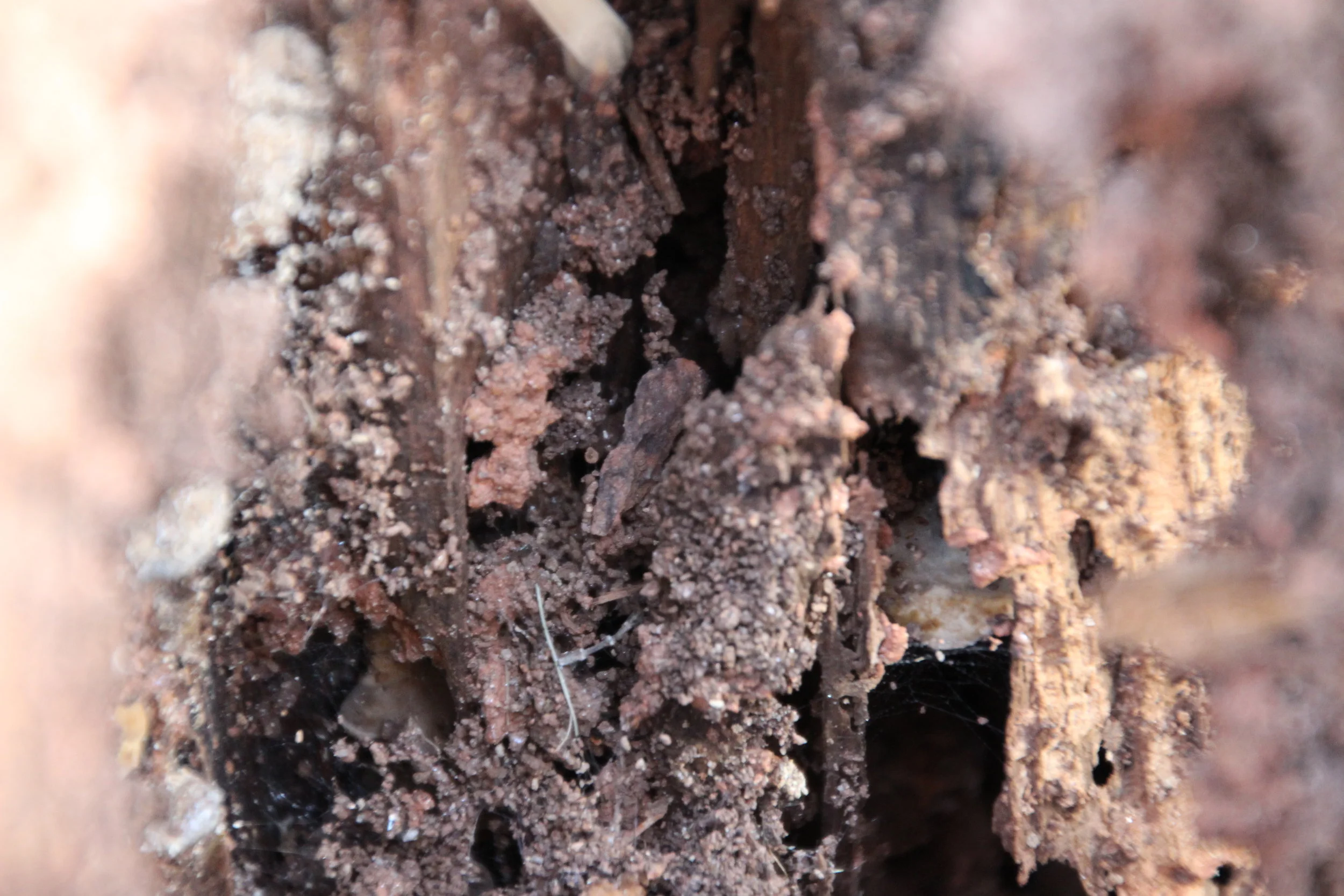 IMG_9586_Stump Abstract_8.JPG