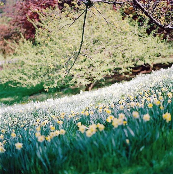Brooklyn Botanical Gardens