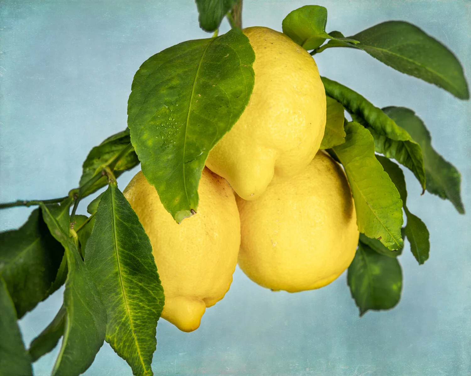 Citron Vert