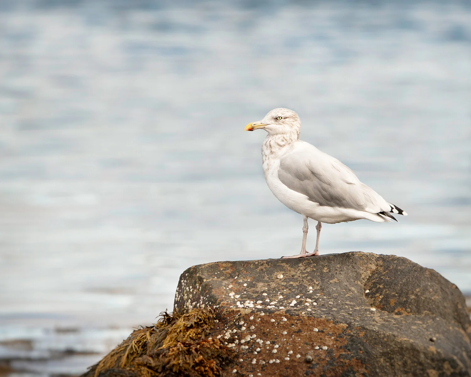 Seagull at Owl’s Head