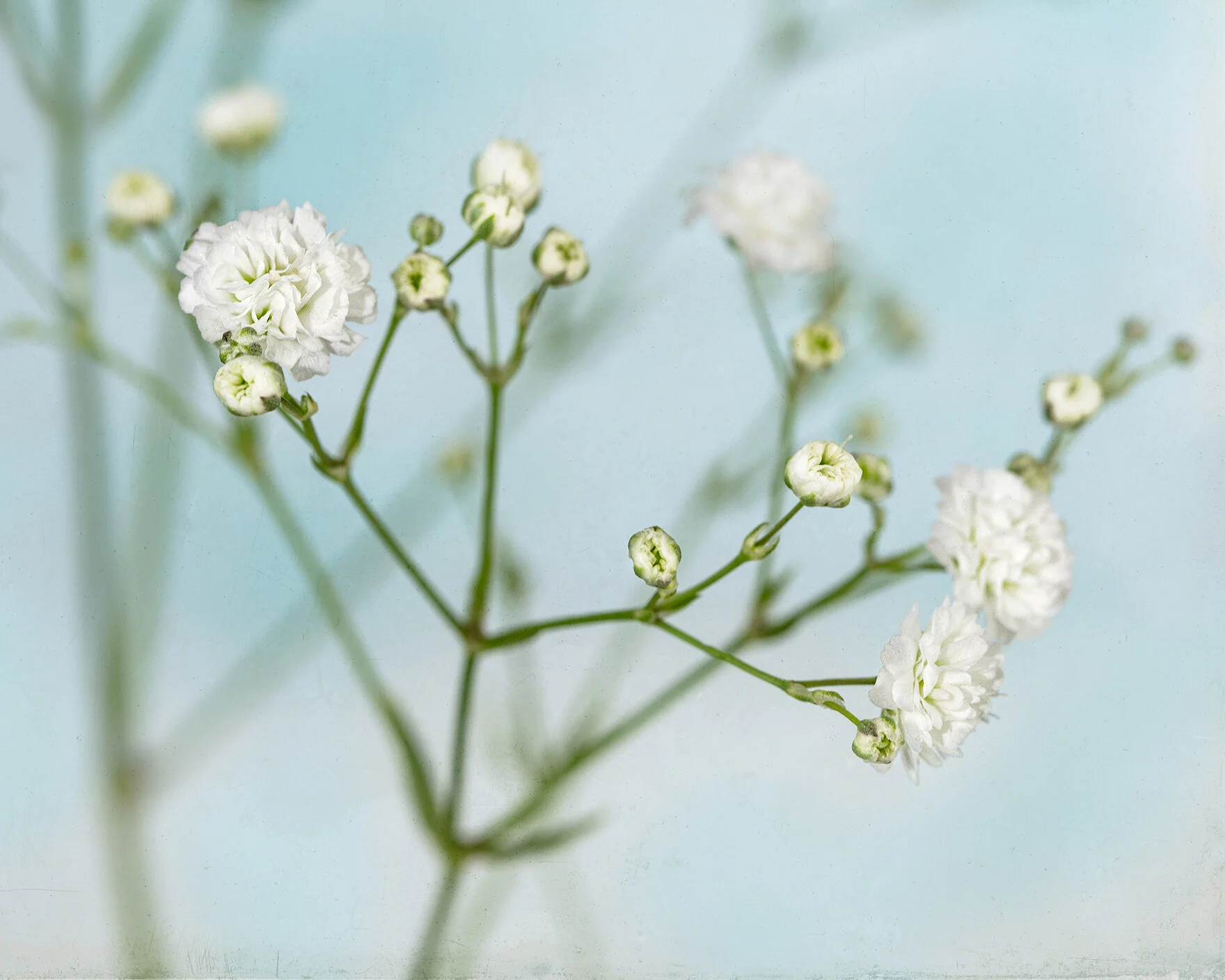Baby’s Breath I