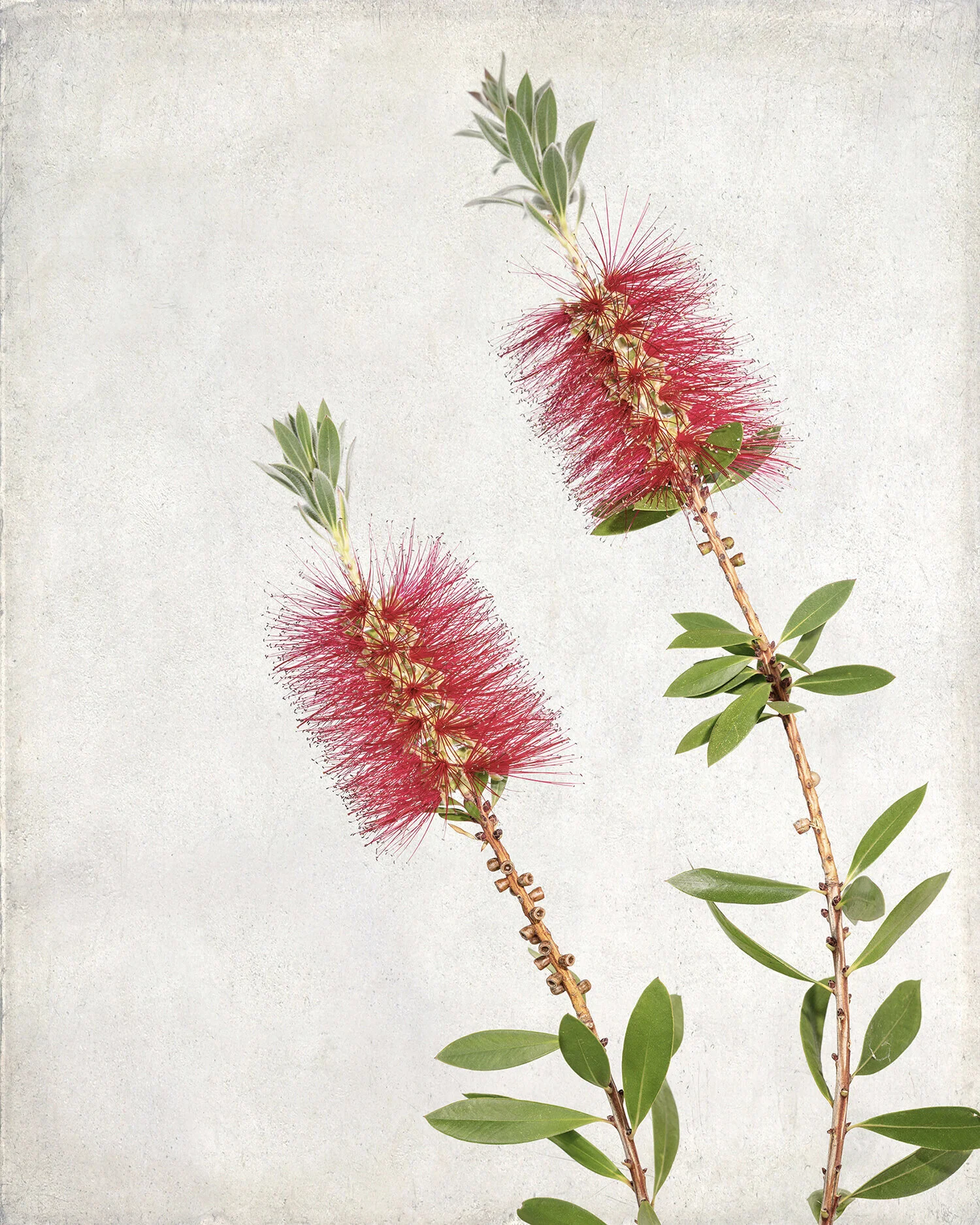 Bottlebrush