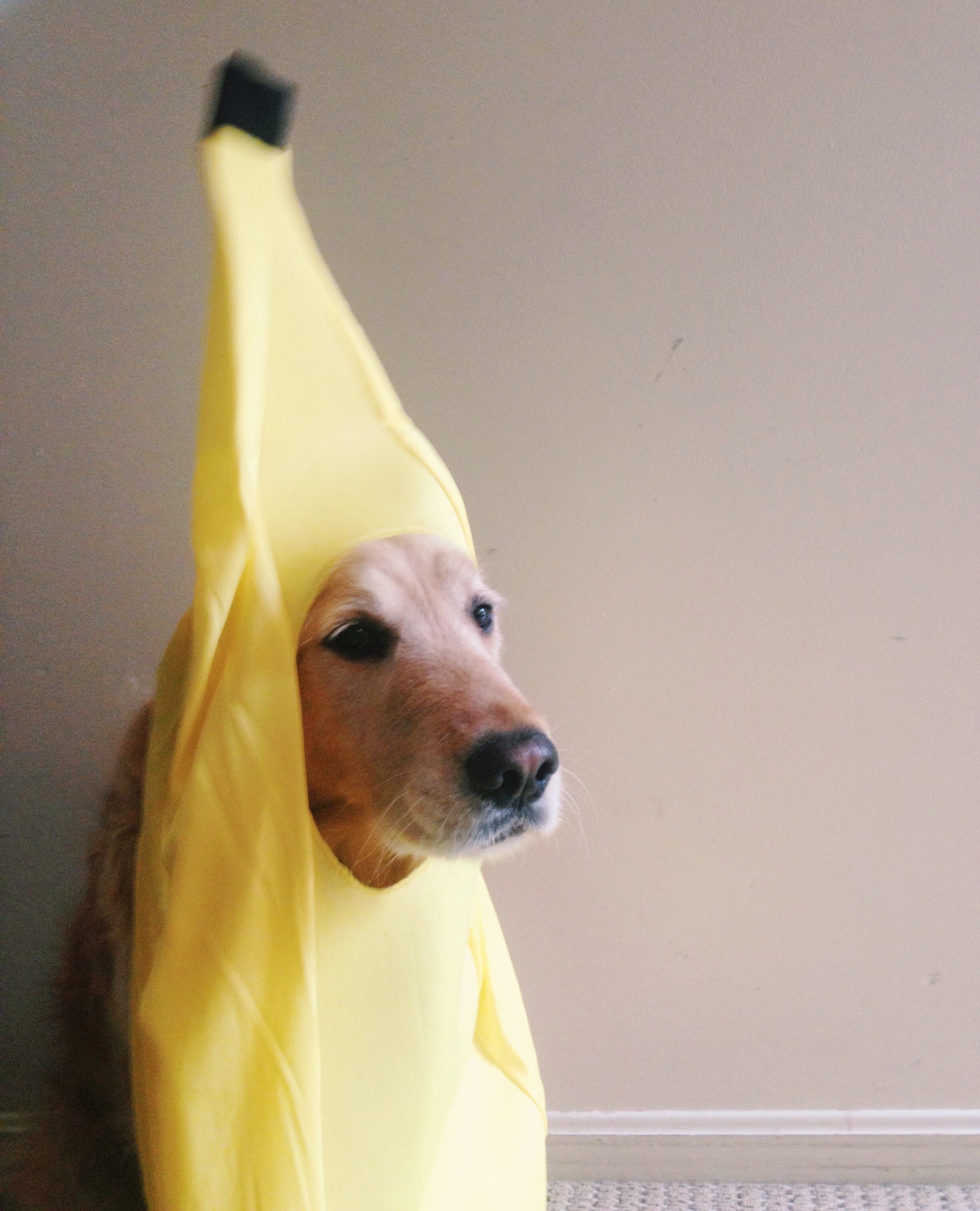 Banana Mo.jpg