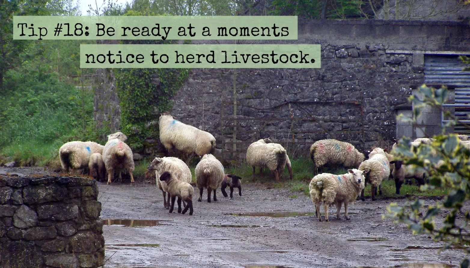 Tip# 18: Be Ready at a Moments Notice to Herd Livestock