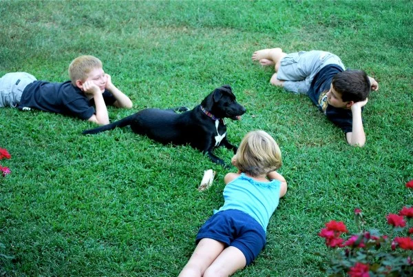 Surviving America: A Dog Tale