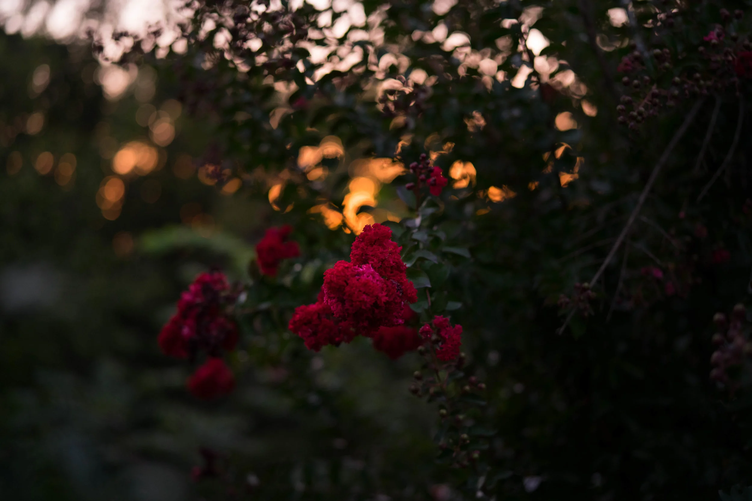Flowers-1.jpg