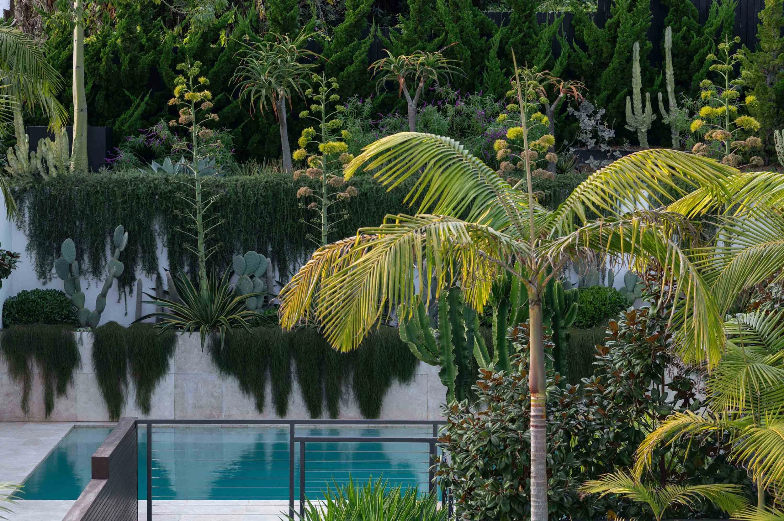 Tiered garden design Vaucluse Sydney with layered planting, trailing greenery and architectural succulents.jpg