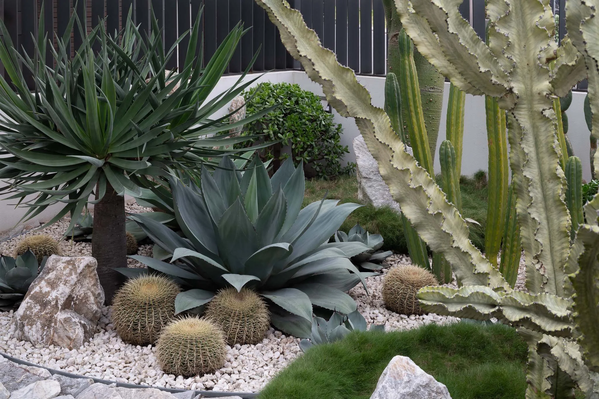 Garden Design Sydney with Cactus and agaves.jpg