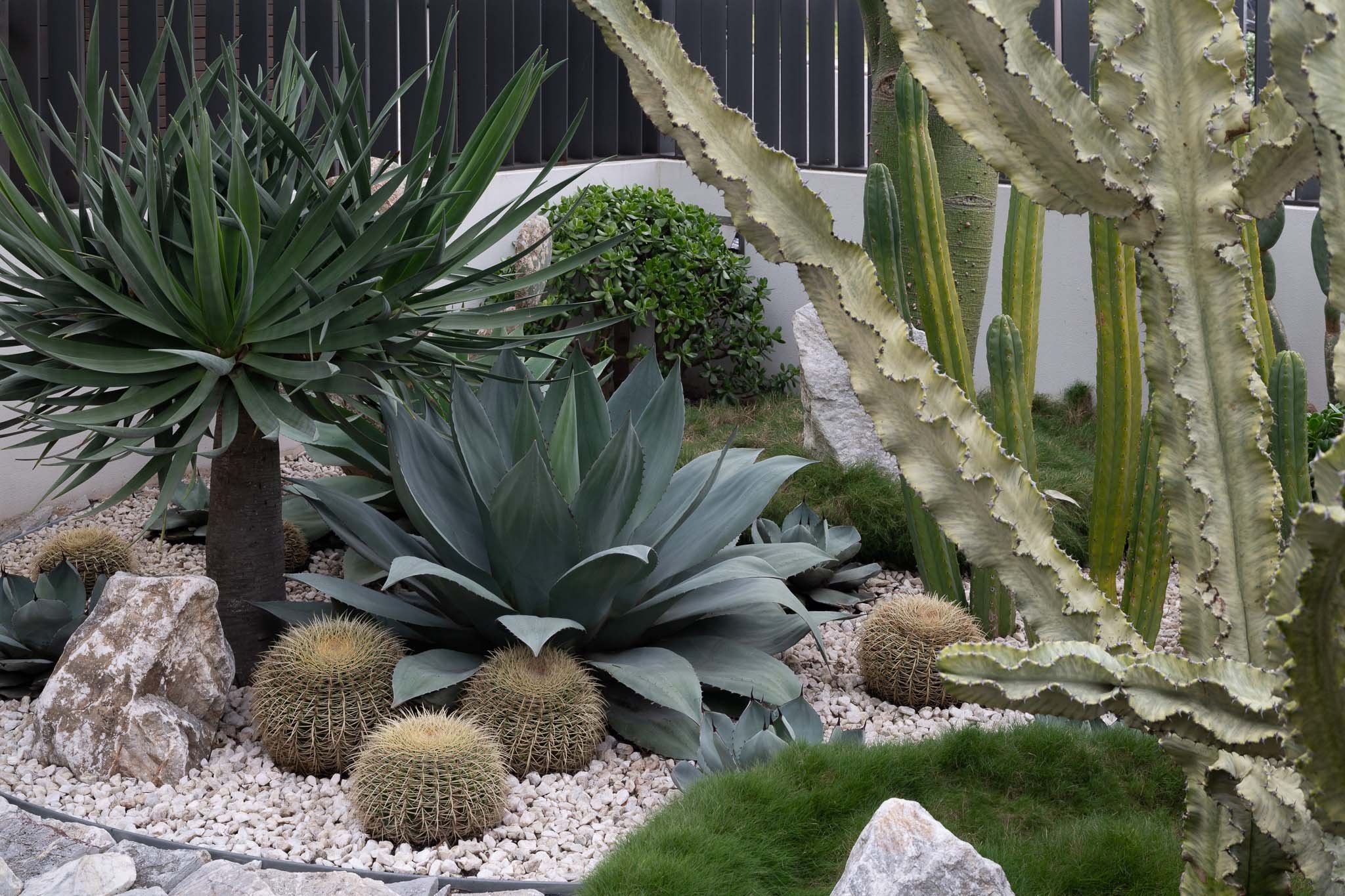 Garden Design Sydney Cactus