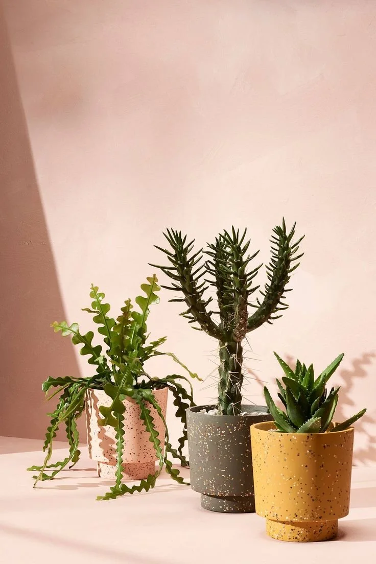 Thumbnail image.jpeg