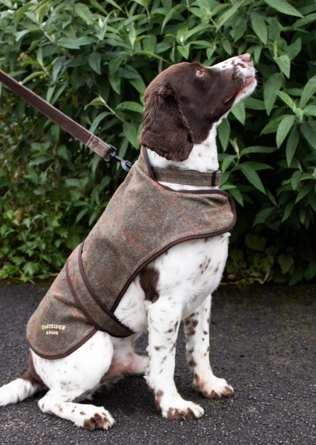 John Partridge hundtäcke – Brown Check Waxed Tweed