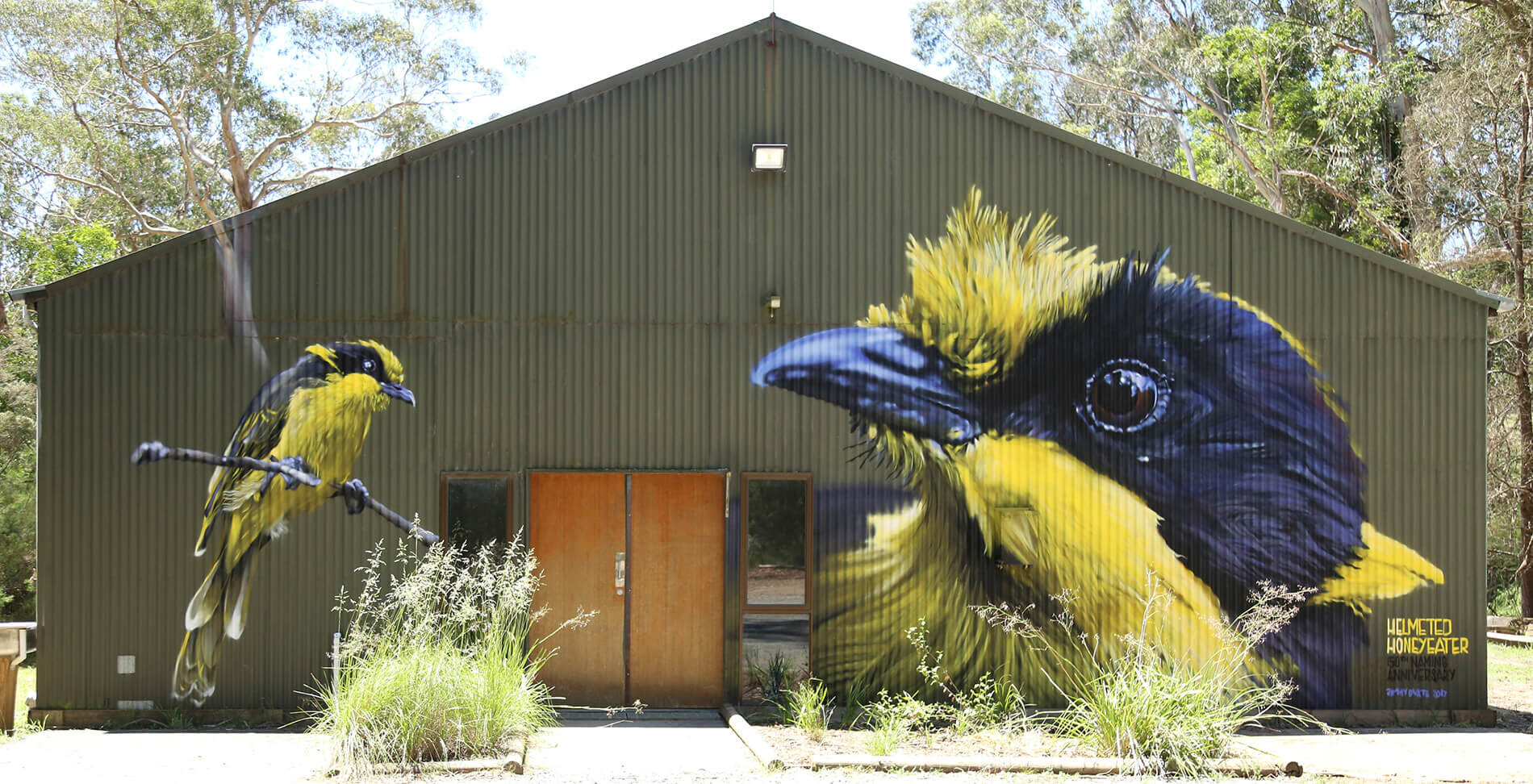 Helmeted Honey Eater